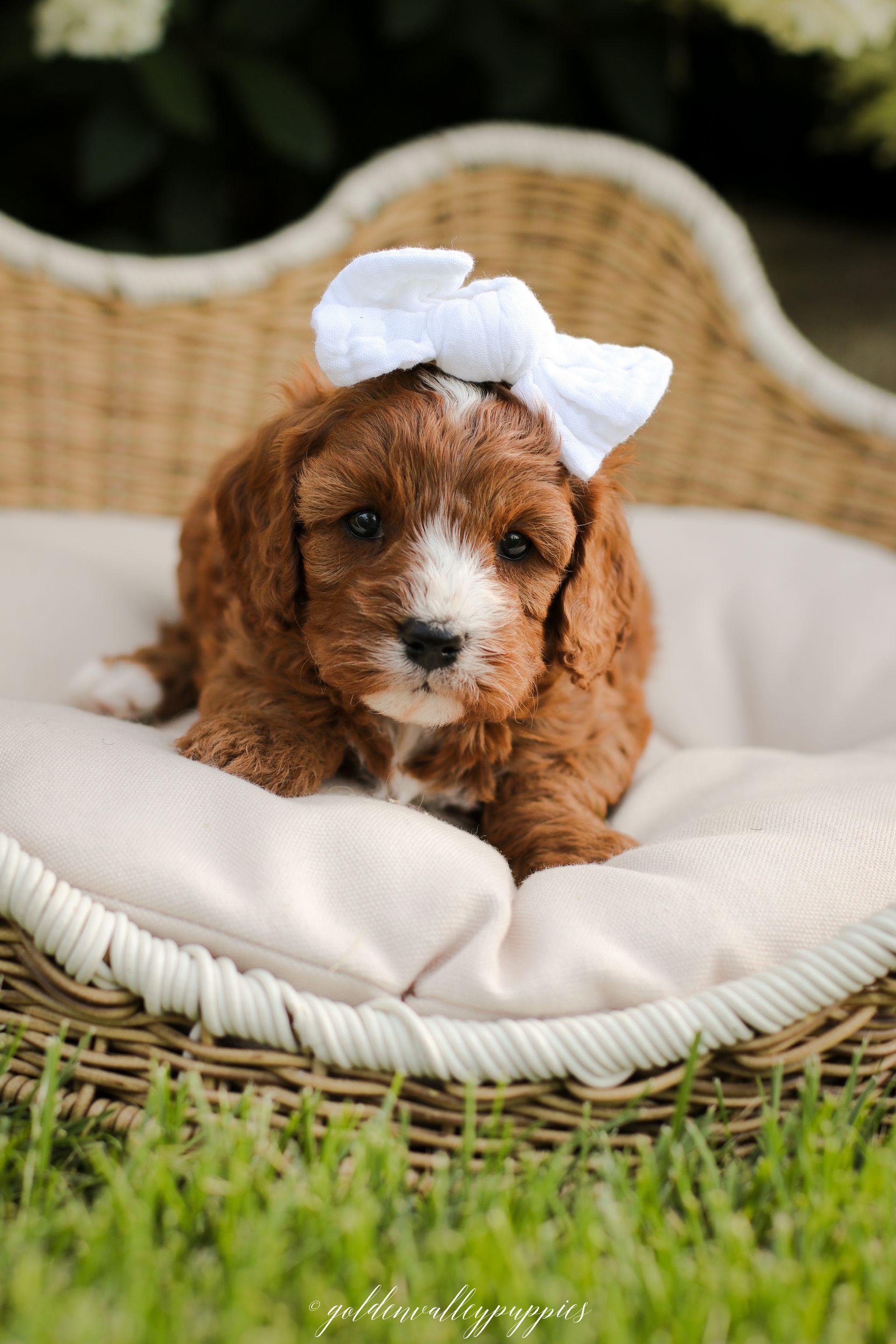 Cavapoo Puppies, Cavapoo Puppy, Cavapoo Puppies for sale, Cavapoo Breeder, Puppies for sale, Cavapoo for sale near me
