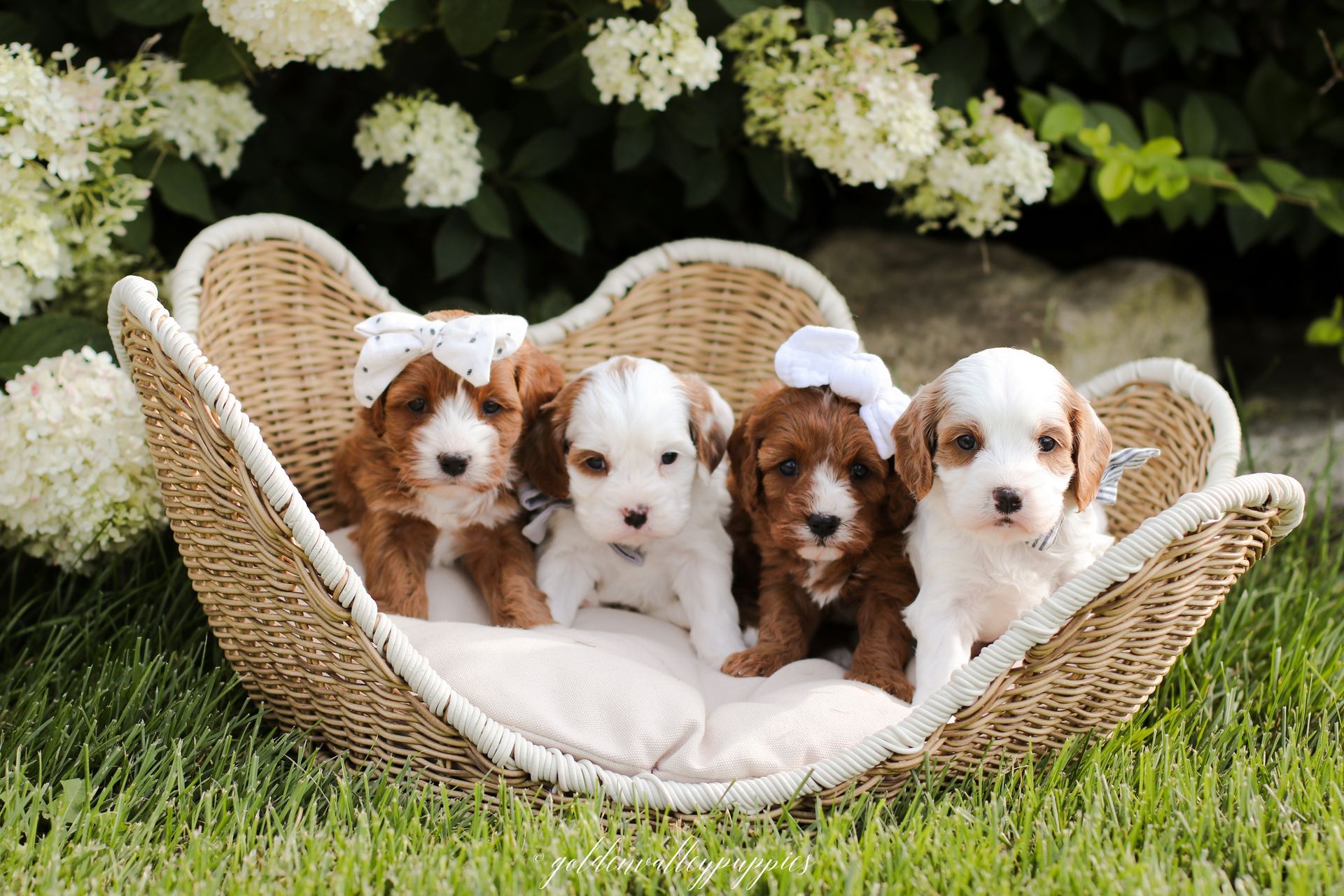 Cavapoo Puppies, Golden Valley Puppies