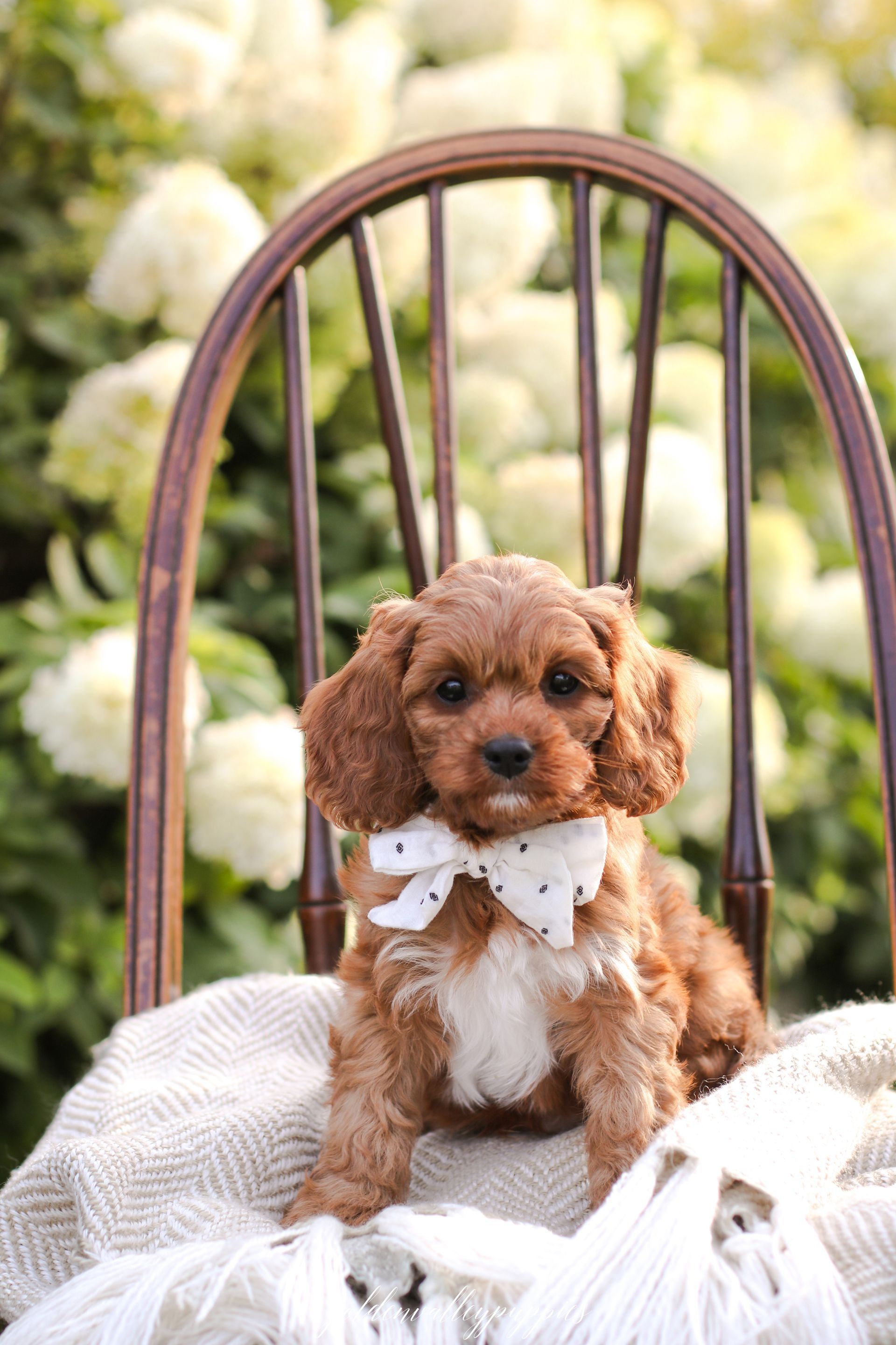 Cavapoo Puppies, Cavapoo Puppy, Cavapoo Puppies for sale, Cavapoo Breeder, Puppies for sale, Cavapoo for sale near me