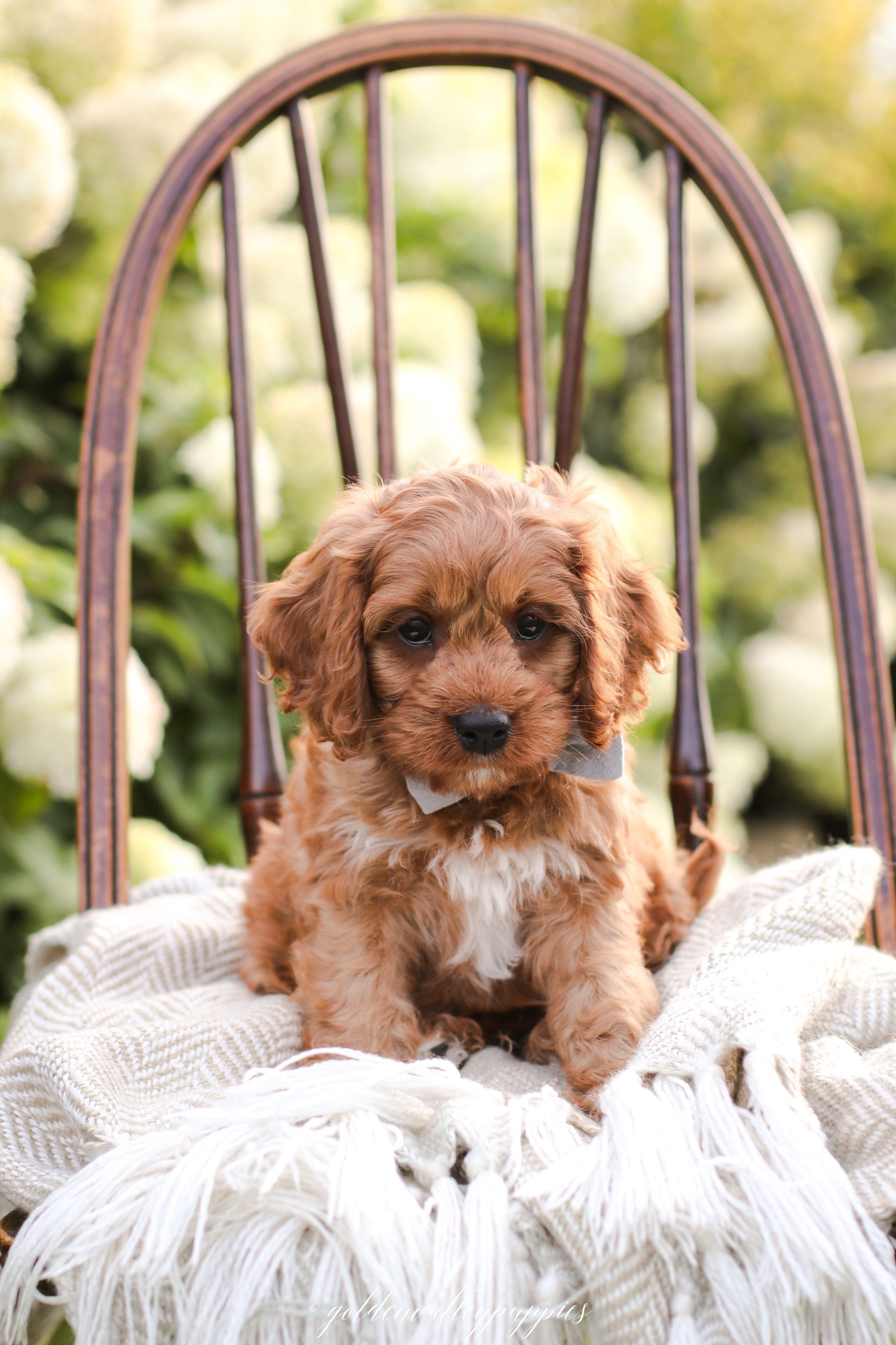 Cavapoo Puppies, Cavapoo Puppy, Cavapoo Puppies for sale, Cavapoo Breeder, Puppies for sale, Cavapoo for sale near me
