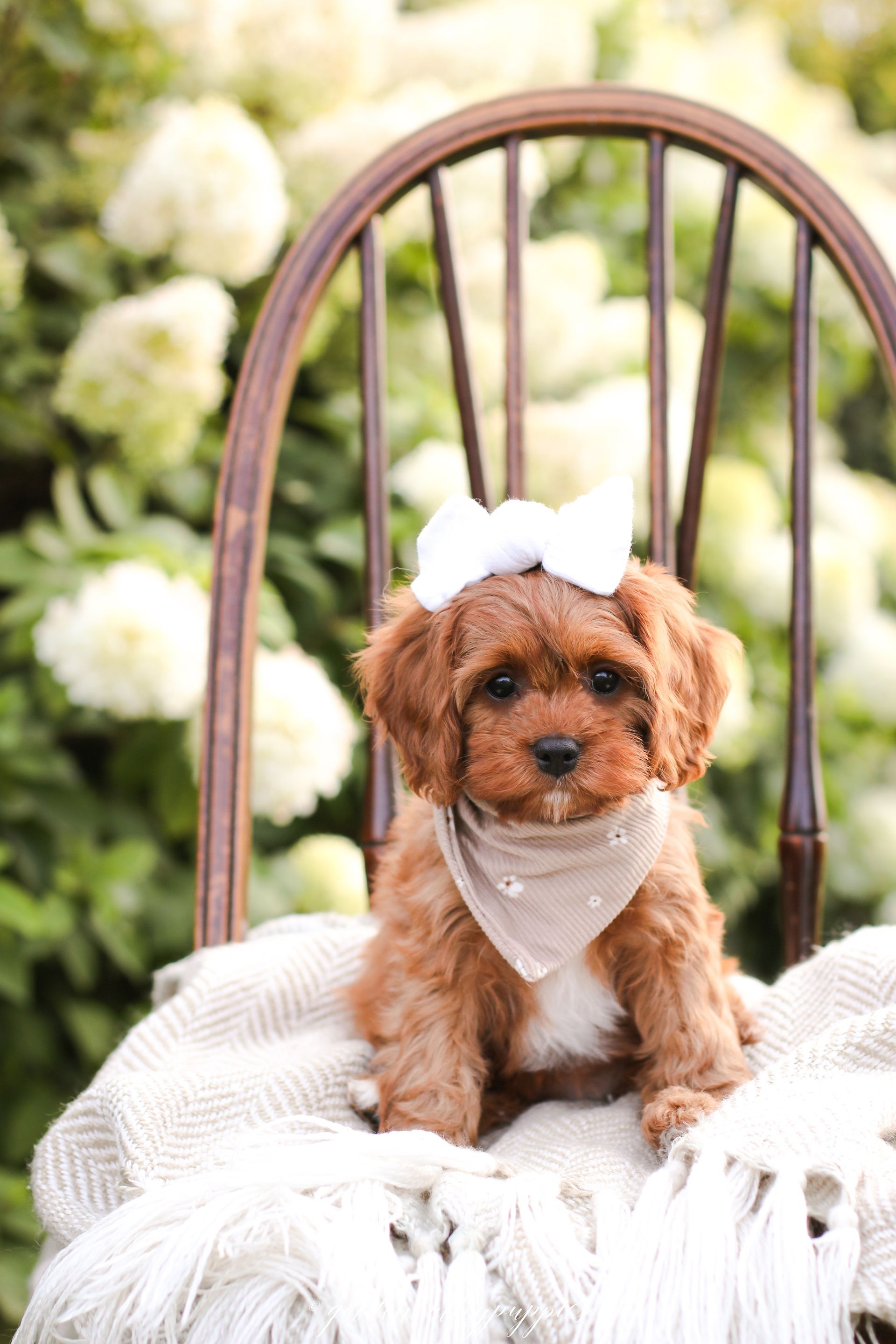 Cavapoo Puppies, Cavapoo Puppy, Cavapoo Puppies for sale, Cavapoo Breeder, Puppies for sale, Cavapoo for sale near me