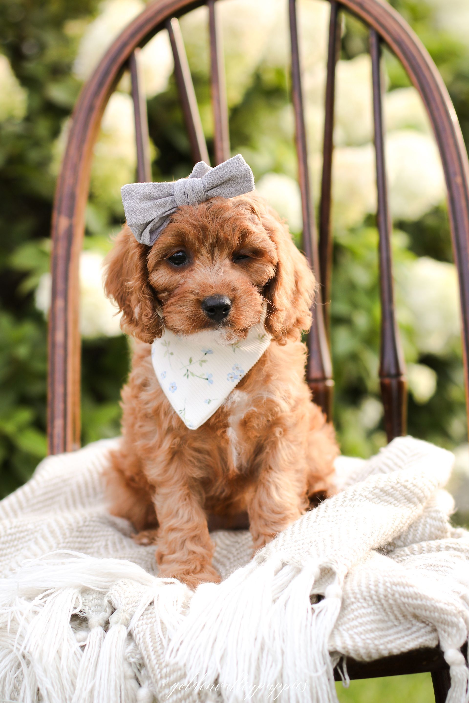 Cavapoo Puppies, Cavapoo Puppy, Cavapoo Puppies for sale, Cavapoo Breeder, Puppies for sale, Cavapoo for sale near me