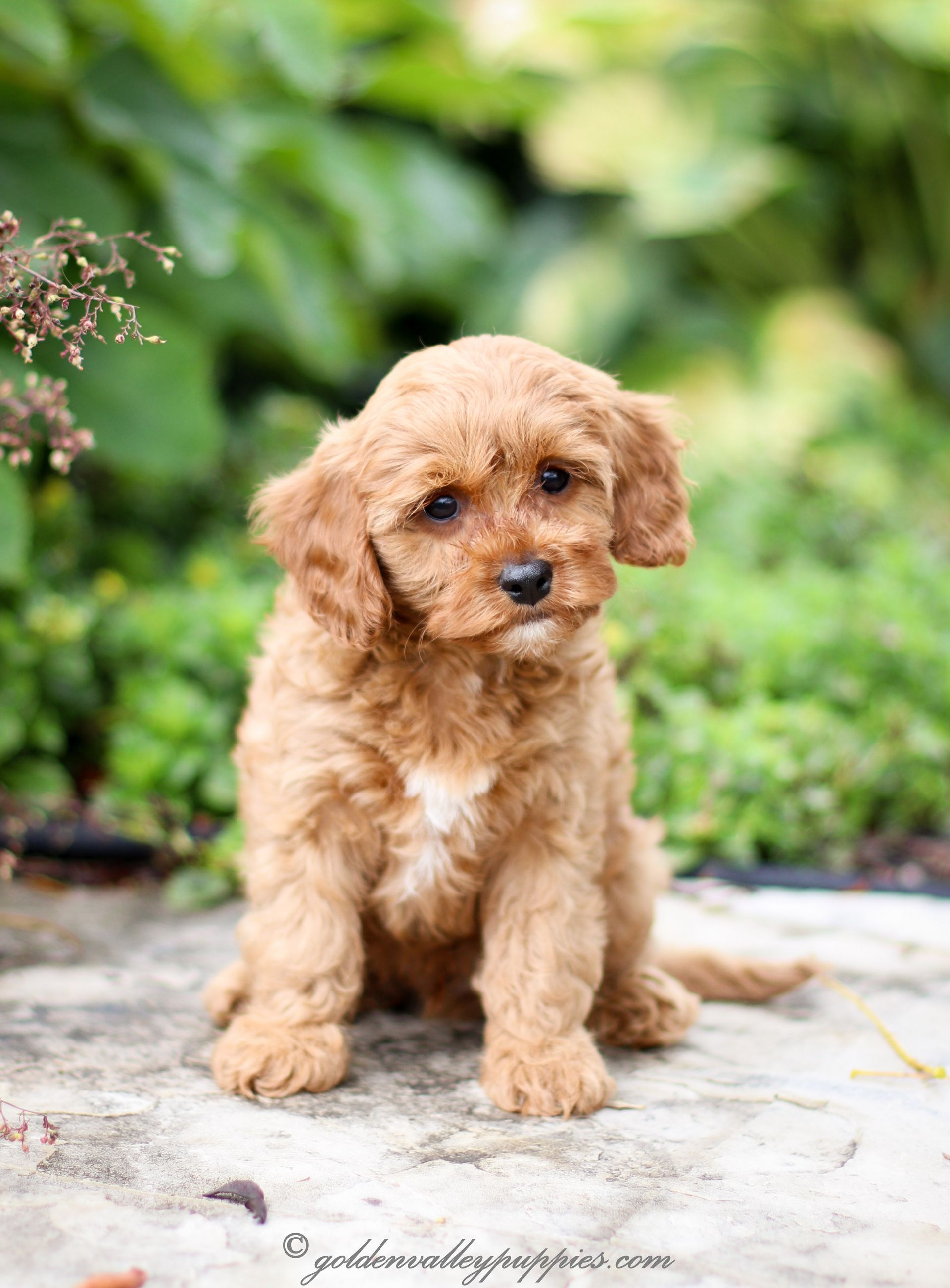 Cavapoo Puppies for sale, Cavapoo breeder, Cavapoo Puppy, Toy Cavapoo Puppies, Mini Cavapoo Puppies