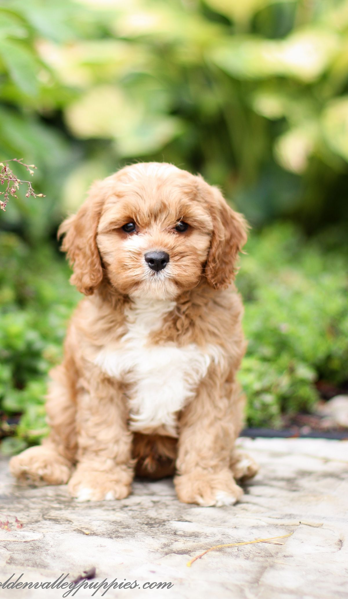 Cavapoo Puppies for sale, Cavapoo breeder, Cavapoo Puppy, Toy Cavapoo Puppies, Mini Cavapoo Puppies