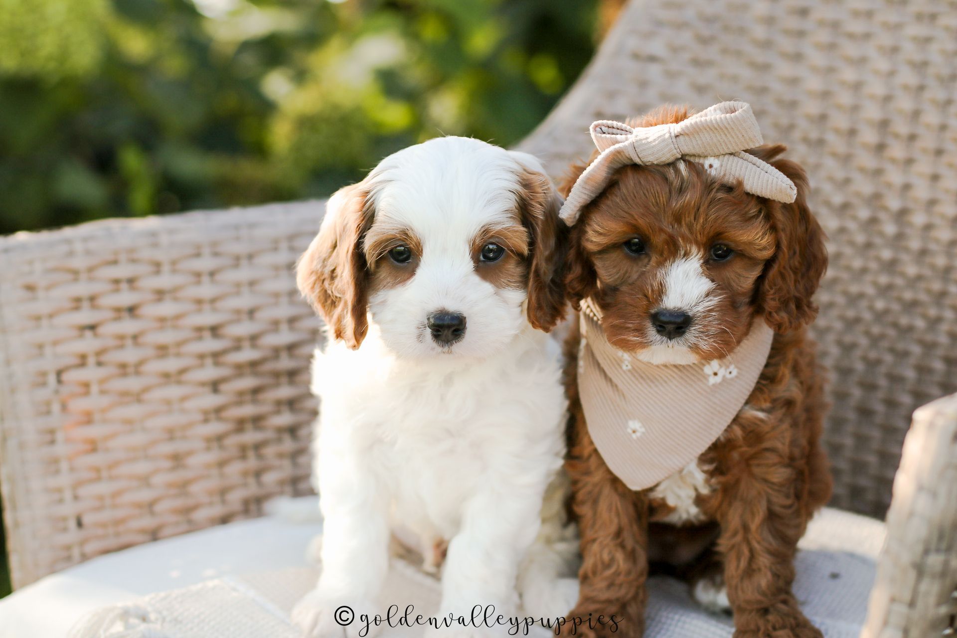 Cavapoo Puppies, Cavapoo Puppy, Cavapoo Puppies for sale, Cavapoo Breeder, Puppies for sale, Cavapoo for sale near me