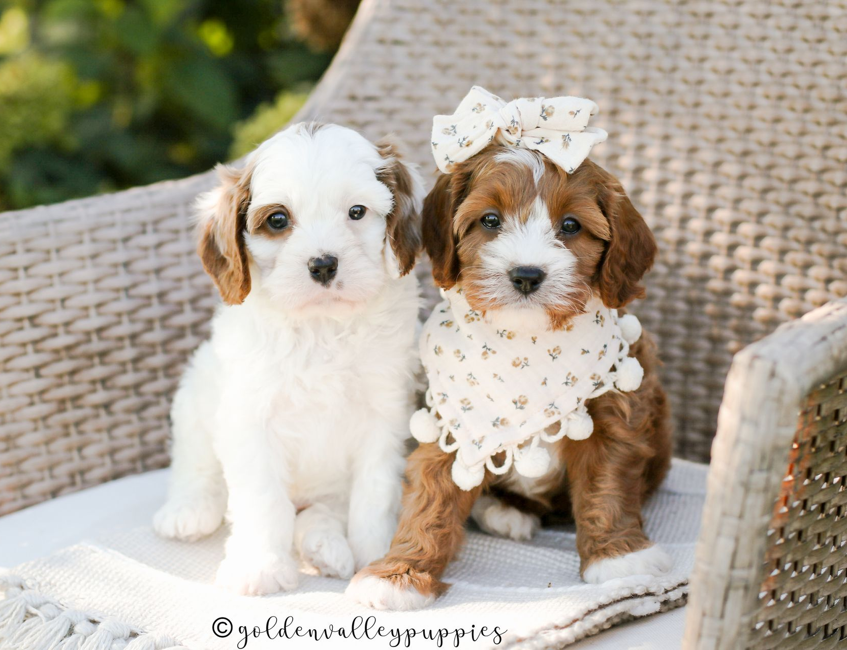 Cavapoo Puppies, Cavapoo Puppy, Cavapoo Puppies for sale, Cavapoo Breeder, Puppies for sale, Cavapoo for sale near me