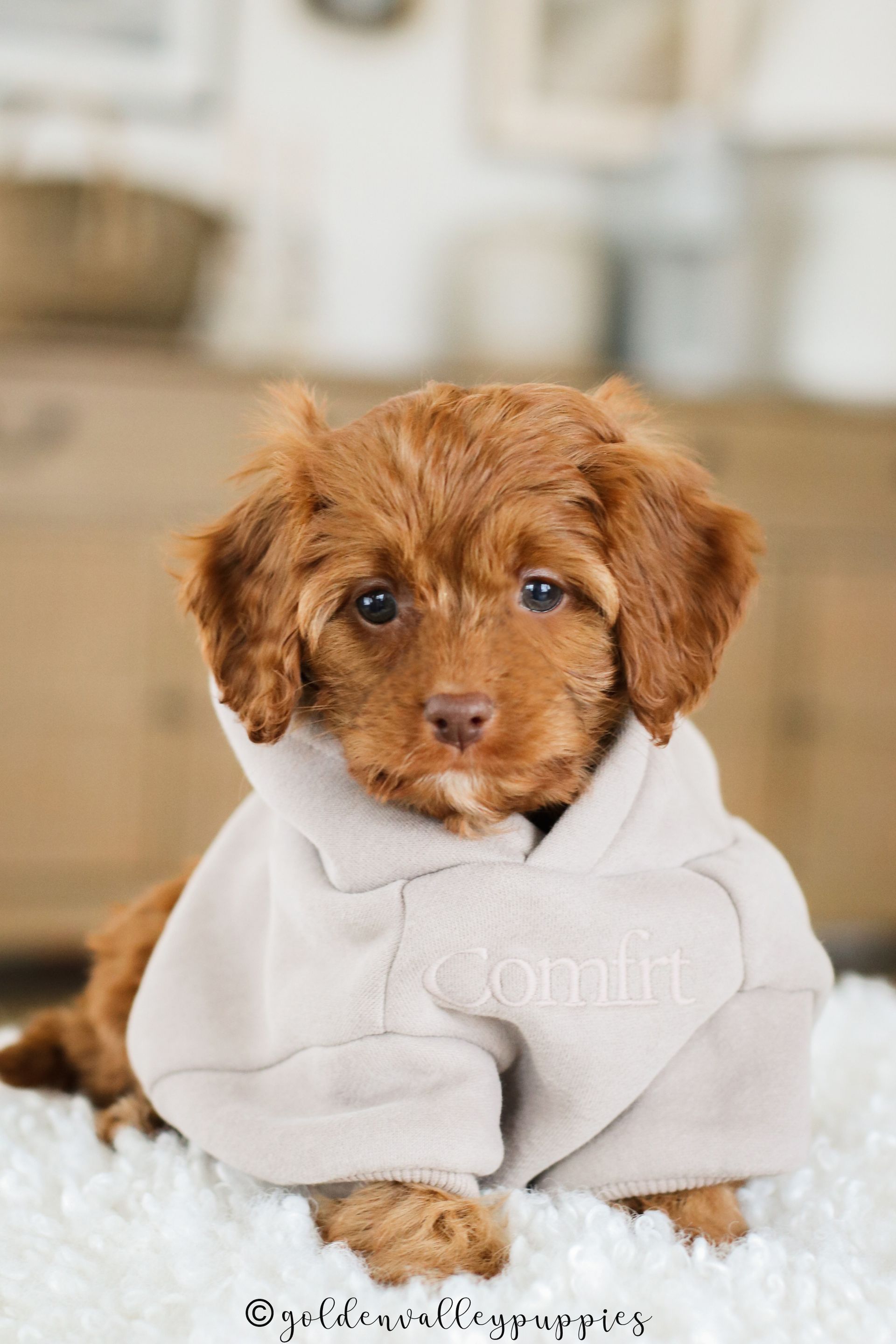 Brown Cavapoo puppy in a white sweater sitting on a fluffy rug indoors, looking at the camera.