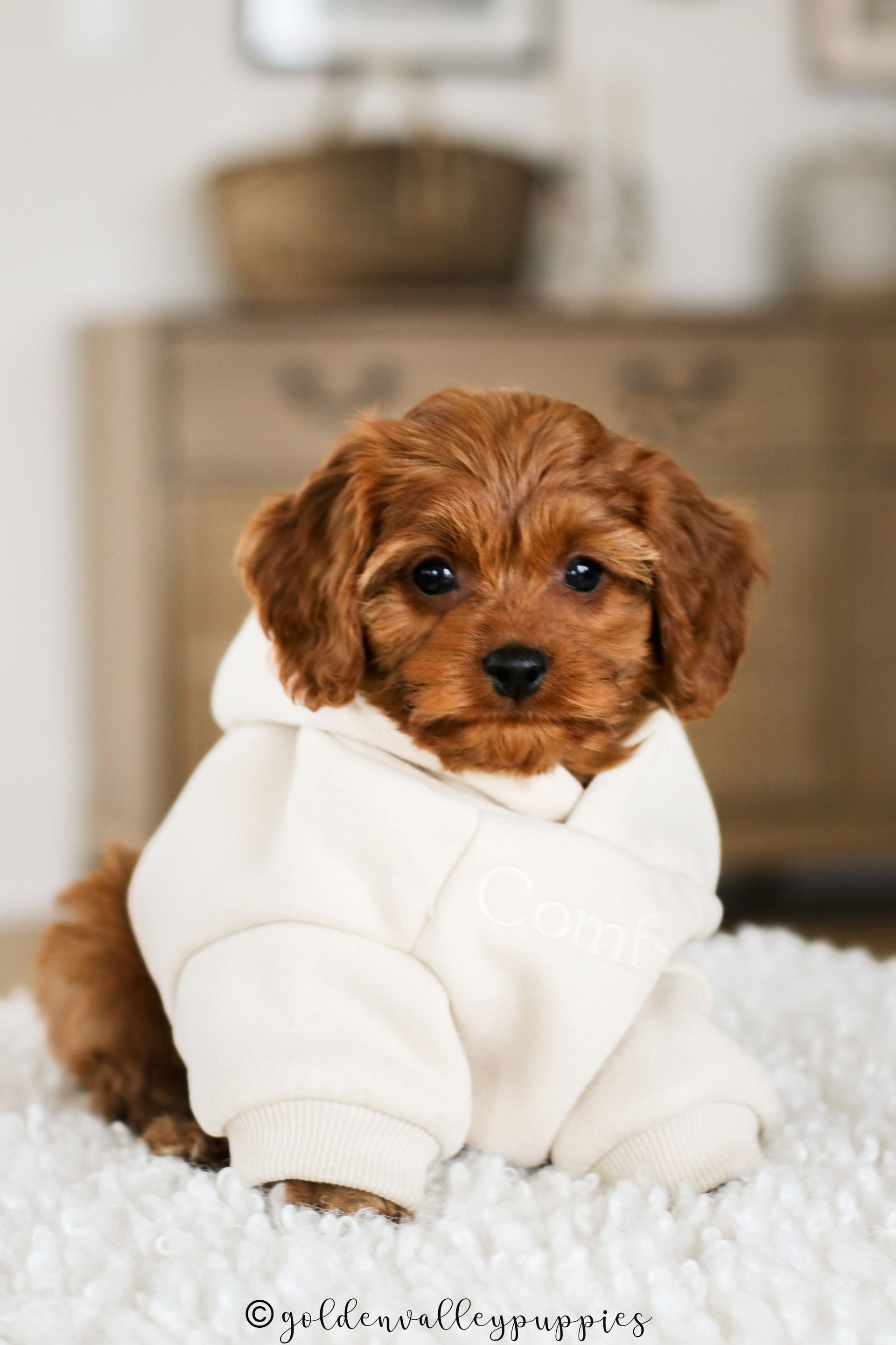 Small brown Cavapoo puppy for sale in a white sweater sitting on a fluffy rug indoors