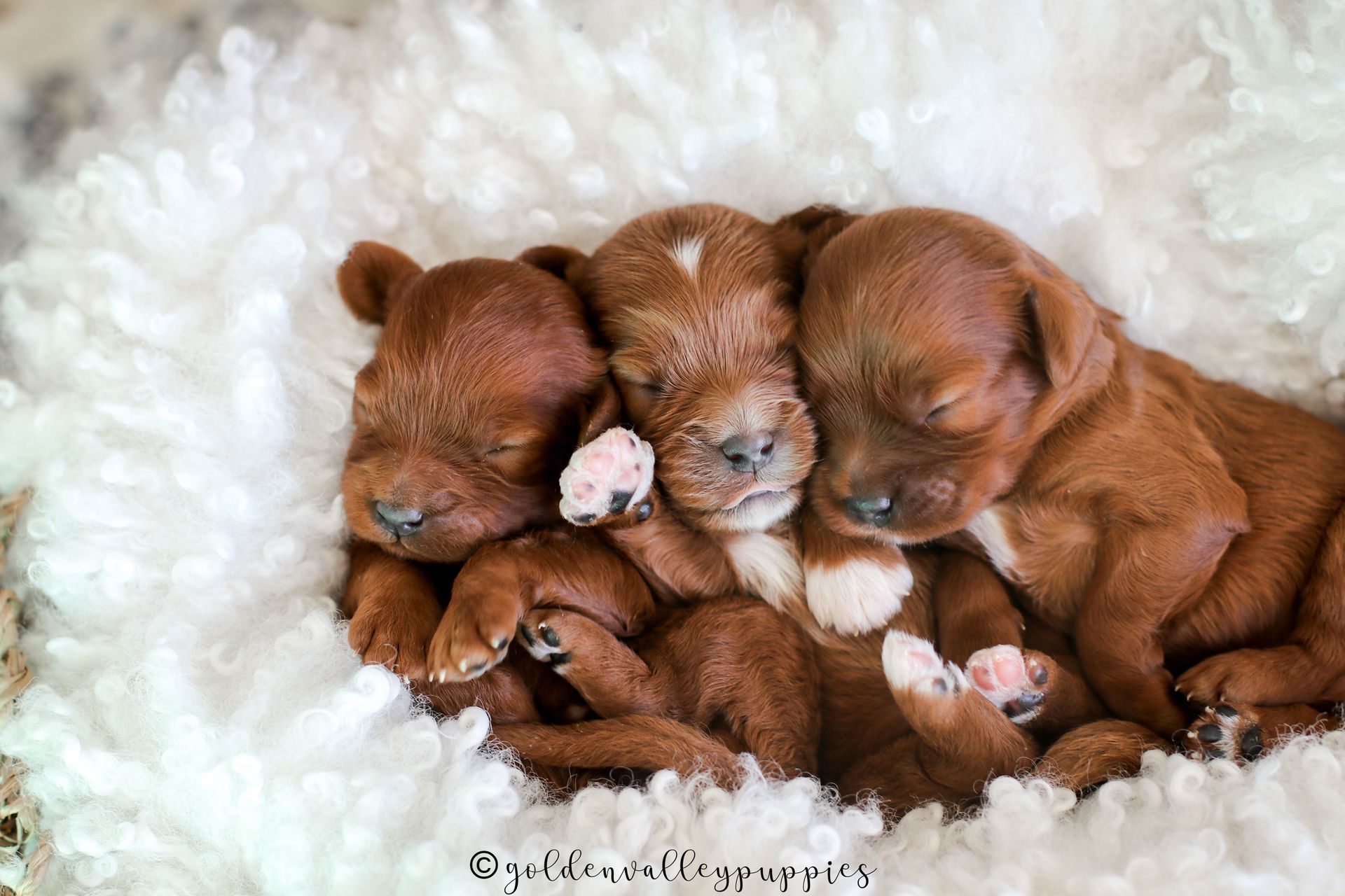 Cavapoo Puppies, Cavapoo Puppies for sale, cavapoo breeder, Doodle for sale