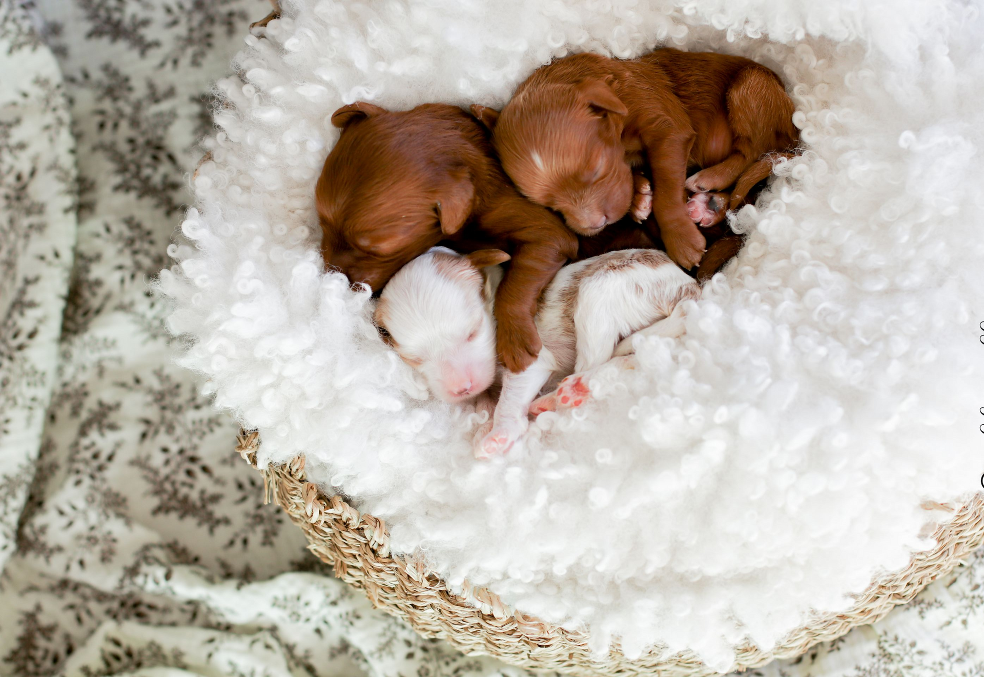 Cavapoo Puppies, Cavapoo Puppies for sale, cavapoo breeder, Doodle for sale