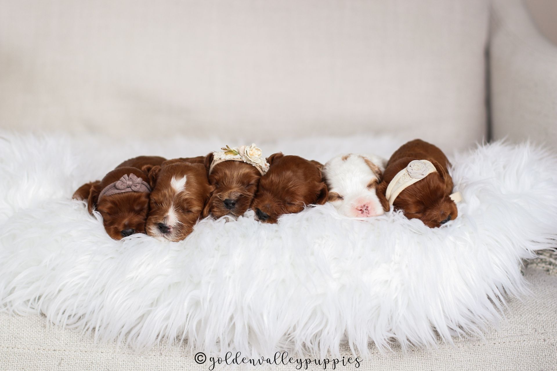 Cavapoo Puppies, Cavapoo Puppies for sale, cavapoo breeder, Doodle for sale