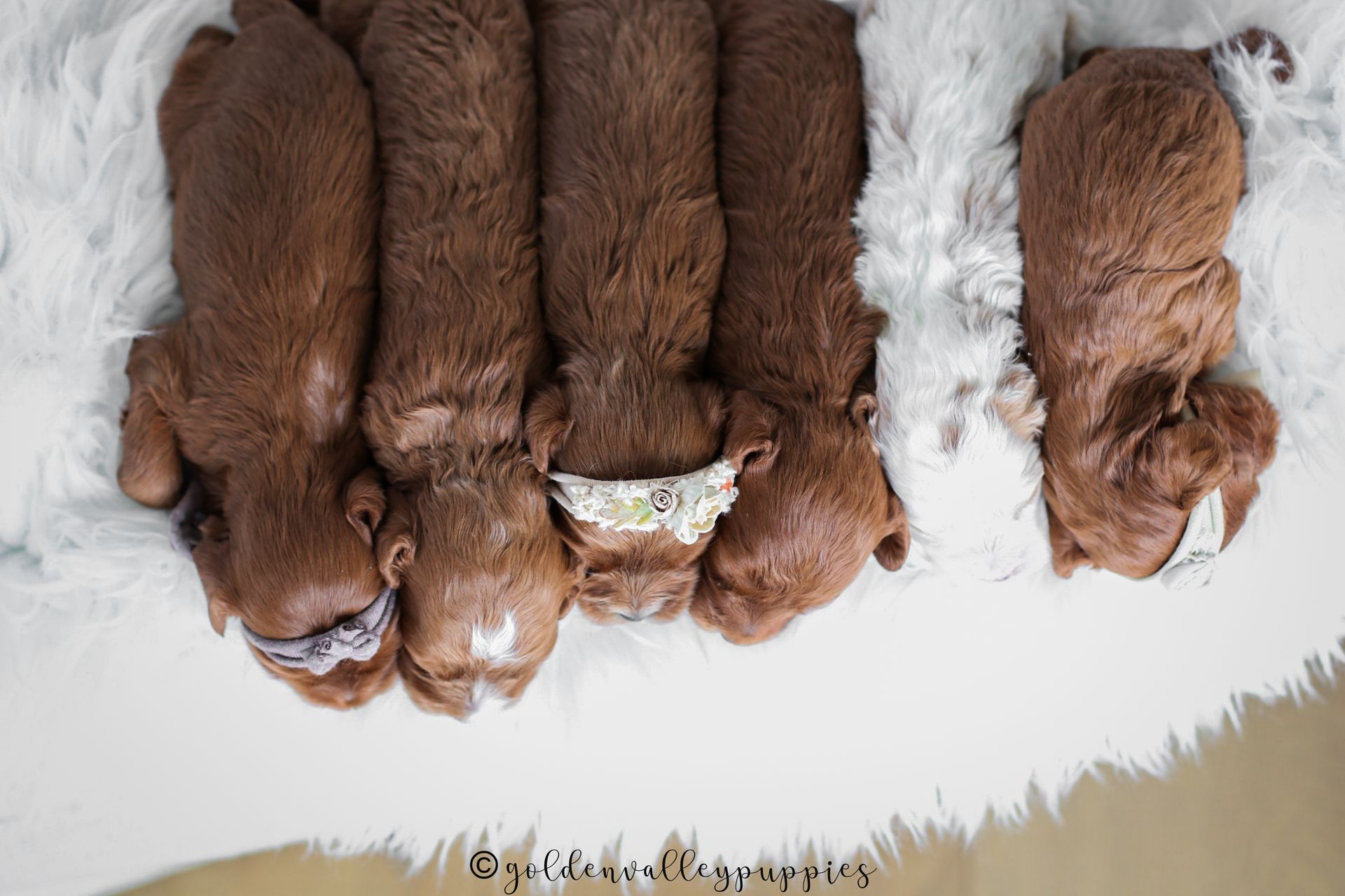 Cavapoo Puppies, Cavapoo Puppies for sale, cavapoo breeder, Doodle for sale