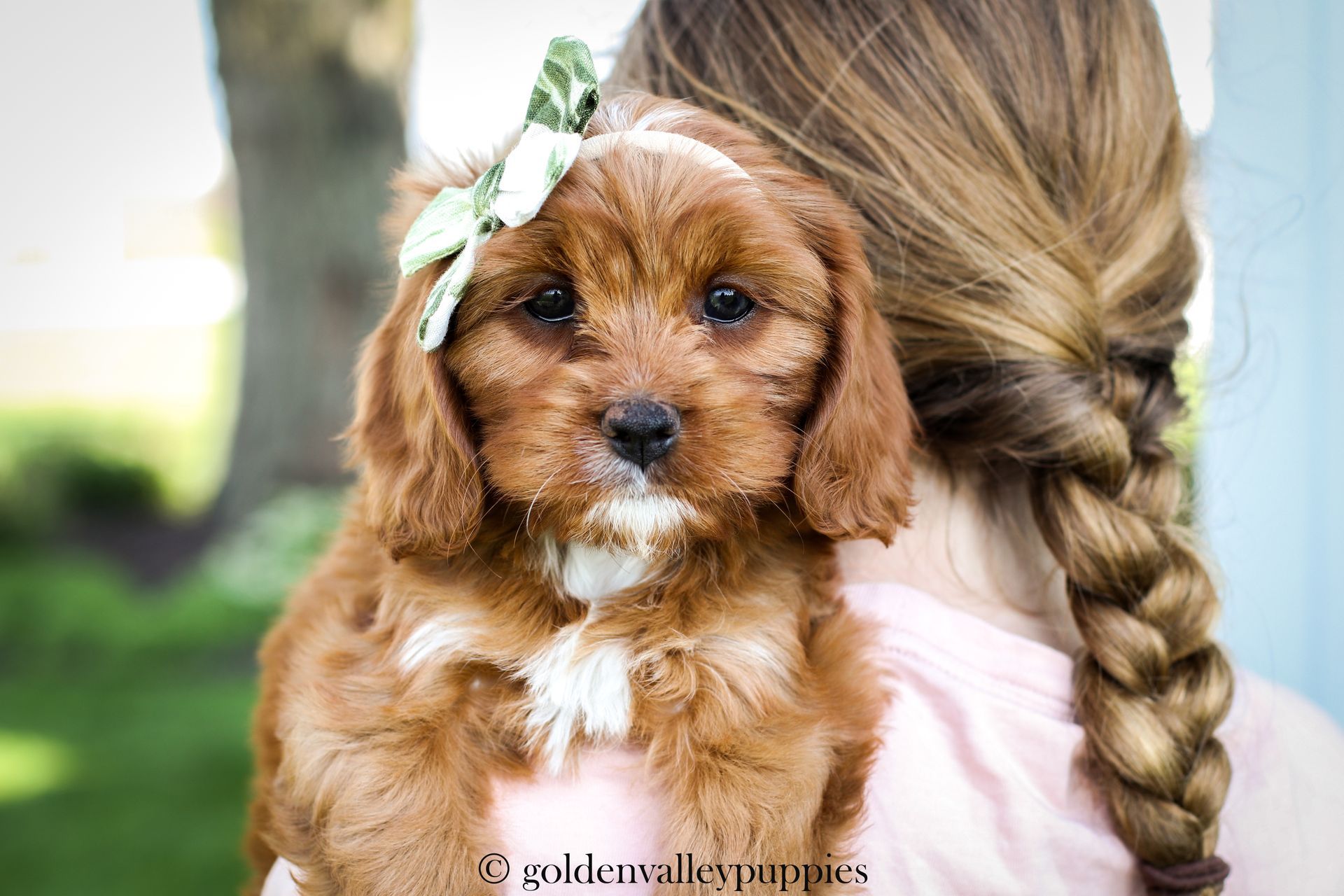 Cavapoo Puppies, Cavapoo Puppy, Cavapoo Puppies for sale, Cavapoo Breeder, Puppies for sale, Cavapoo for sale near me