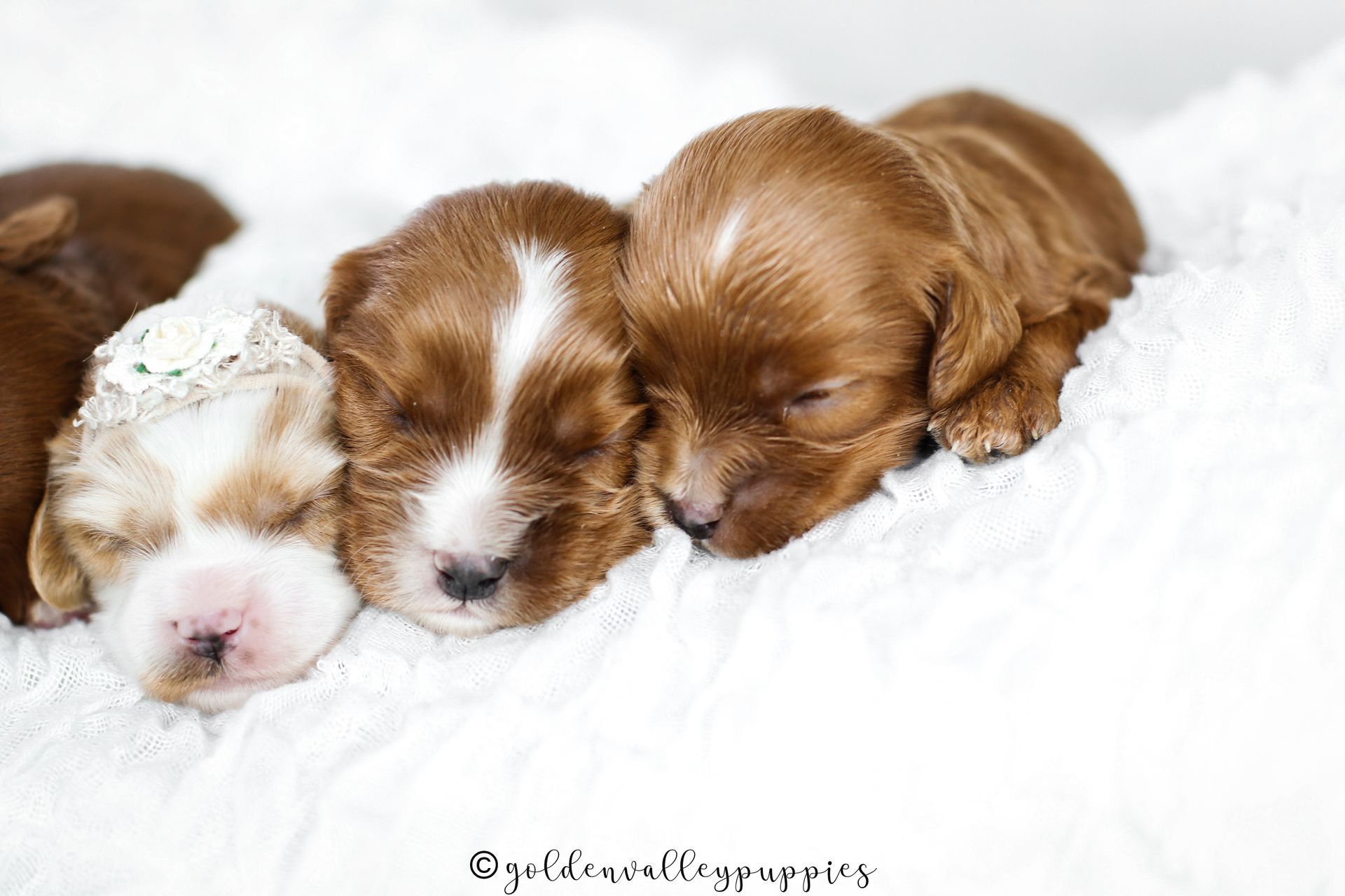 Cavapoo Puppies, Cavapoo Puppies for sale, cavapoo breeder, Doodle for sale