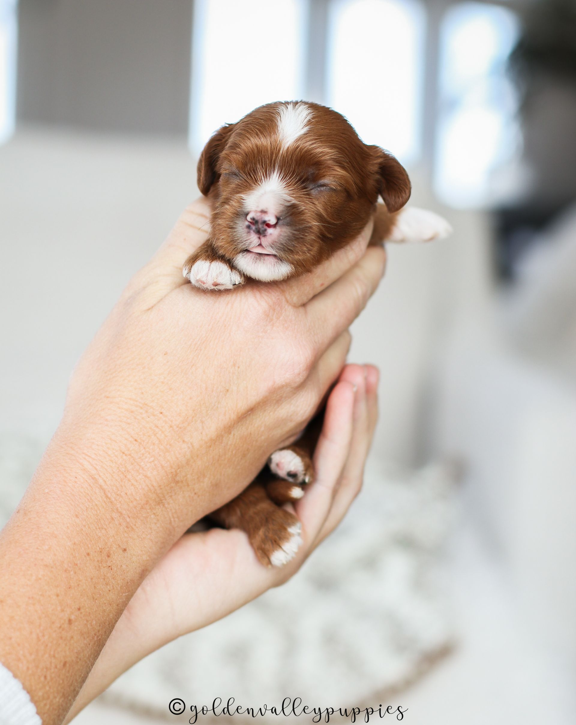 Cavapoo Puppies for sale, available Cavapoo Puppies, Cavapoo, Cavapoo puppies near me, puppies for sale, Cavapoo Breeder