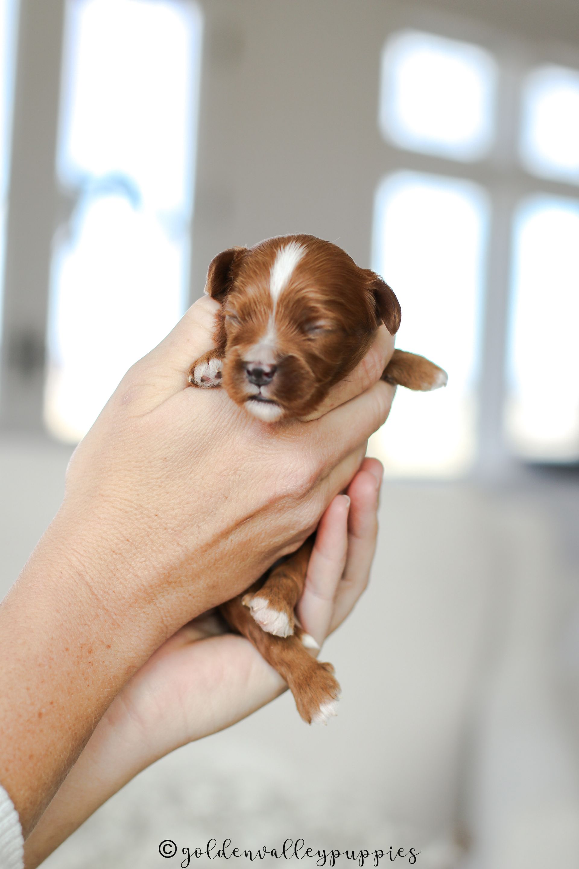 Cavapoo Puppies for sale, available Cavapoo Puppies, Cavapoo, Cavapoo puppies near me, puppies for sale, Cavapoo Breeder