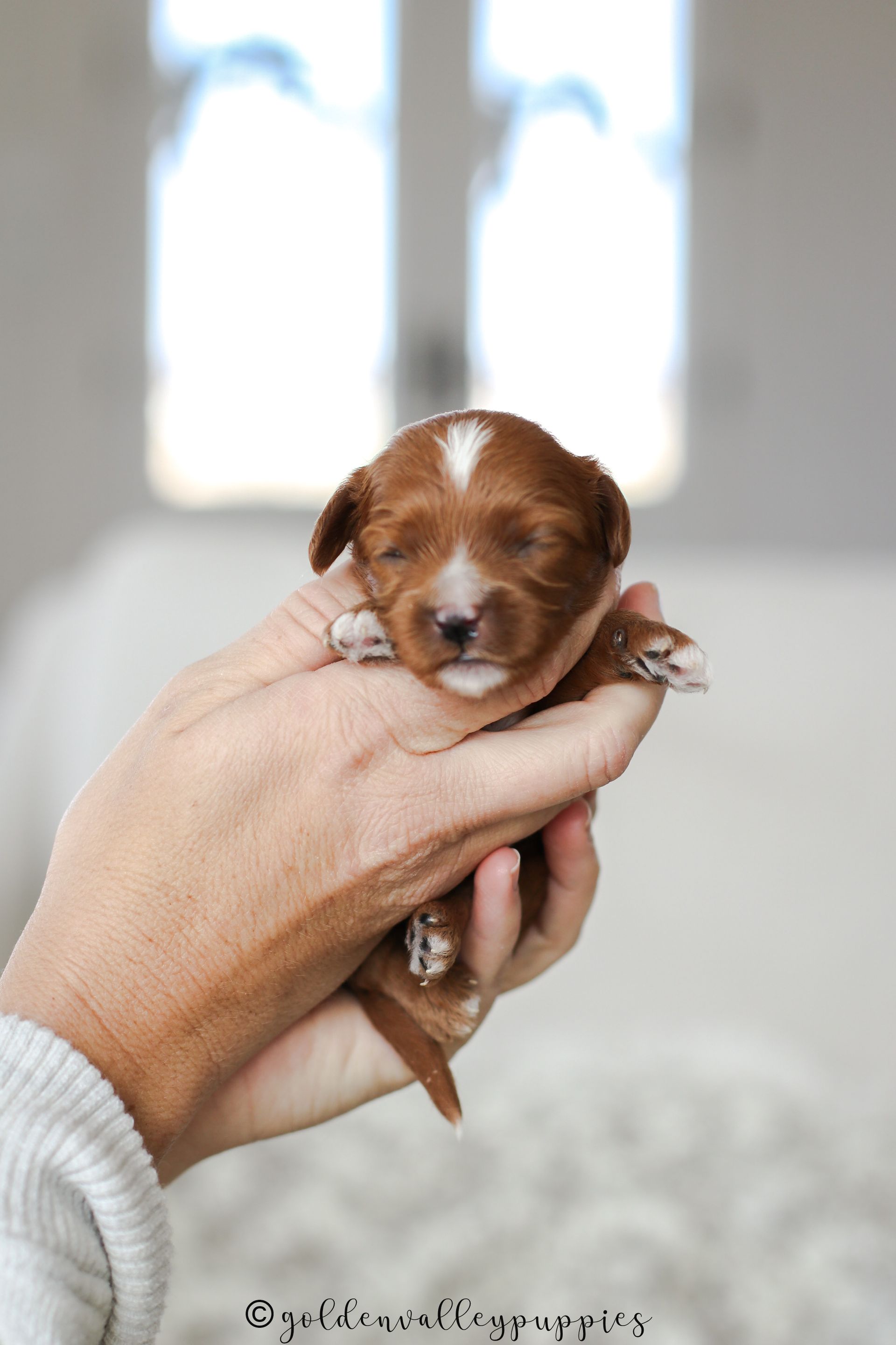 Cavapoo Puppies for sale, available Cavapoo Puppies, Cavapoo, Cavapoo puppies near me, puppies for sale, Cavapoo Breeder