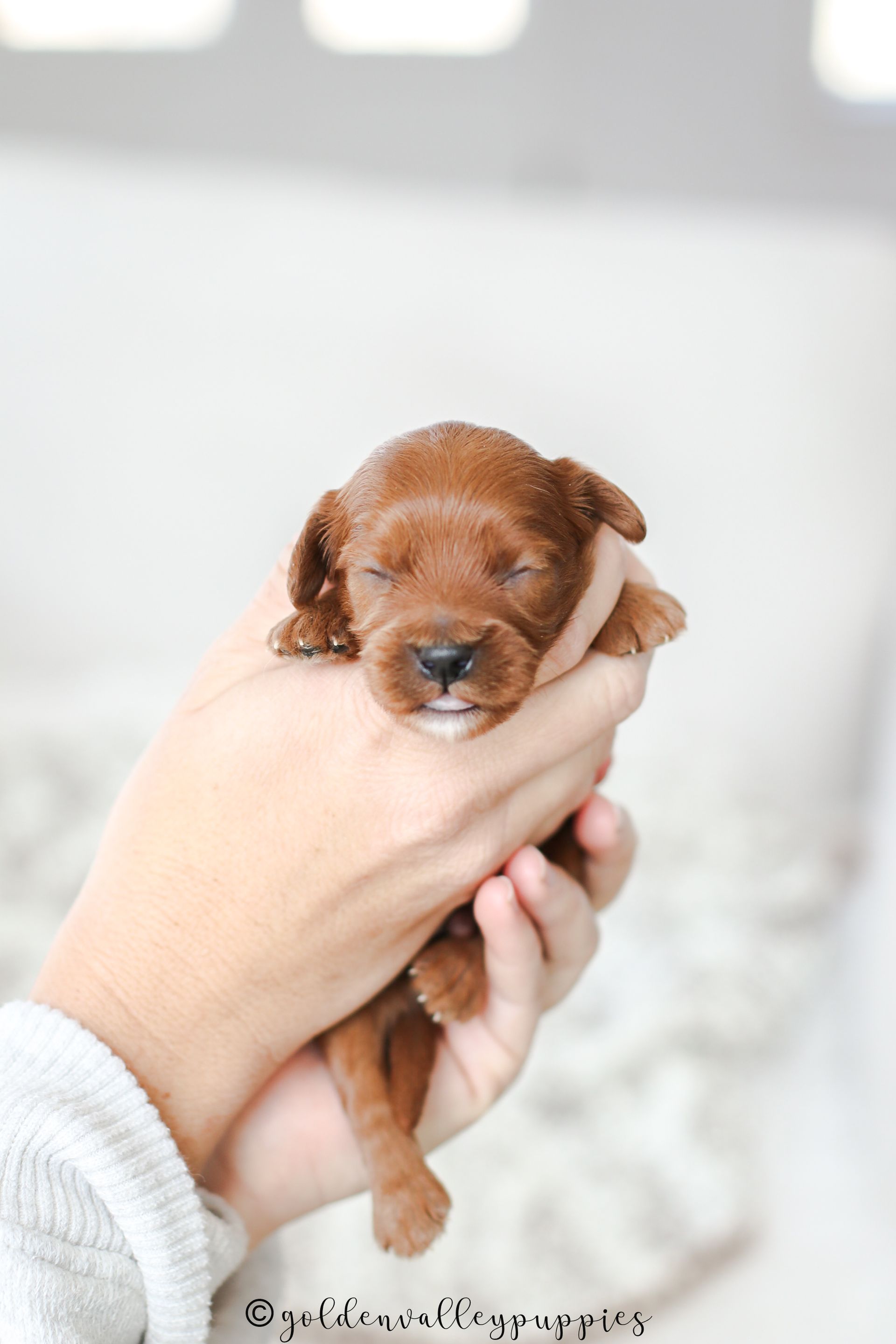 Cavapoo Puppies for sale, available Cavapoo Puppies, Cavapoo, Cavapoo puppies near me, puppies for sale, Cavapoo Breeder