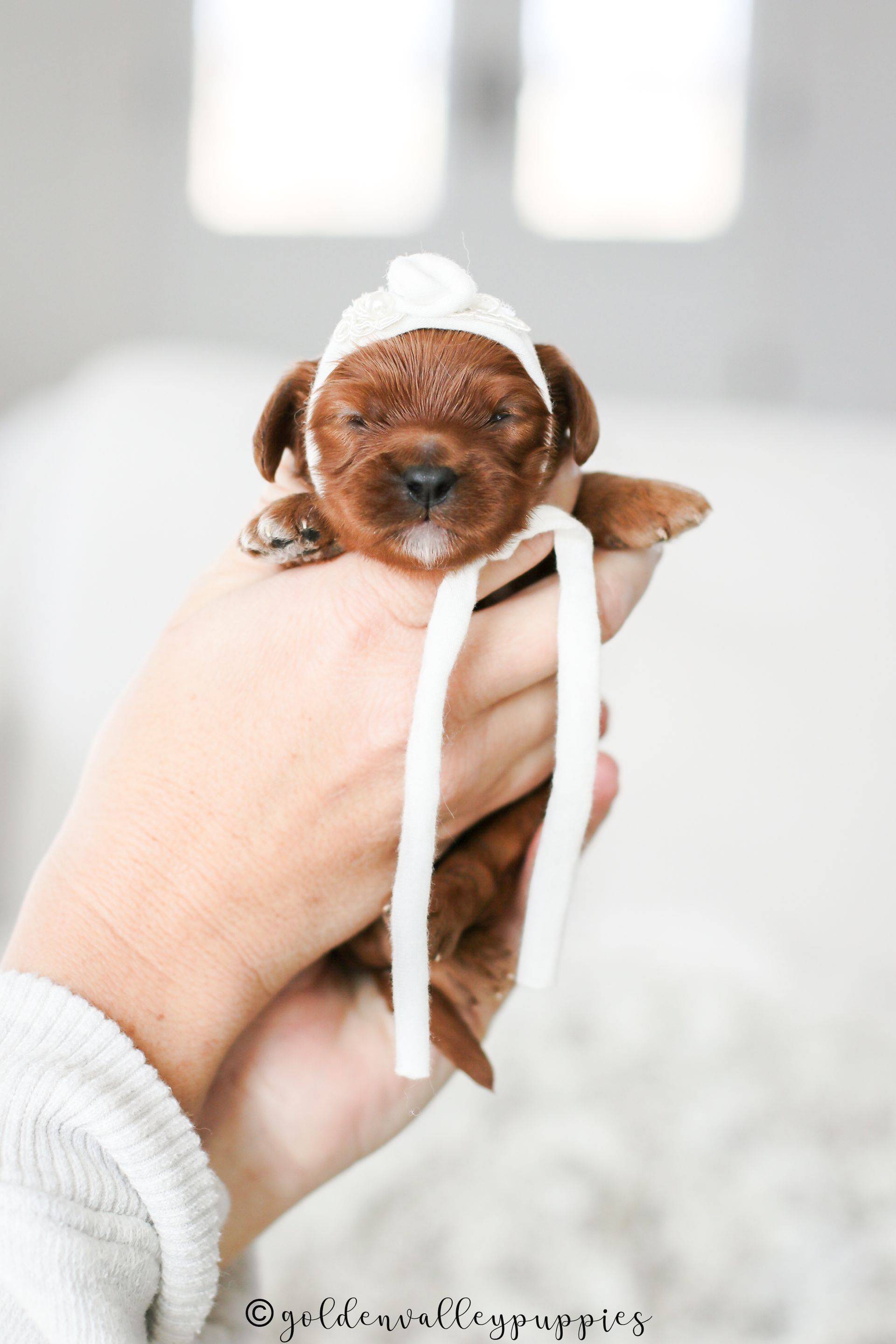 Cavapoo Puppies for sale, available Cavapoo Puppies, Cavapoo, Cavapoo puppies near me, puppies for sale, Cavapoo Breeder