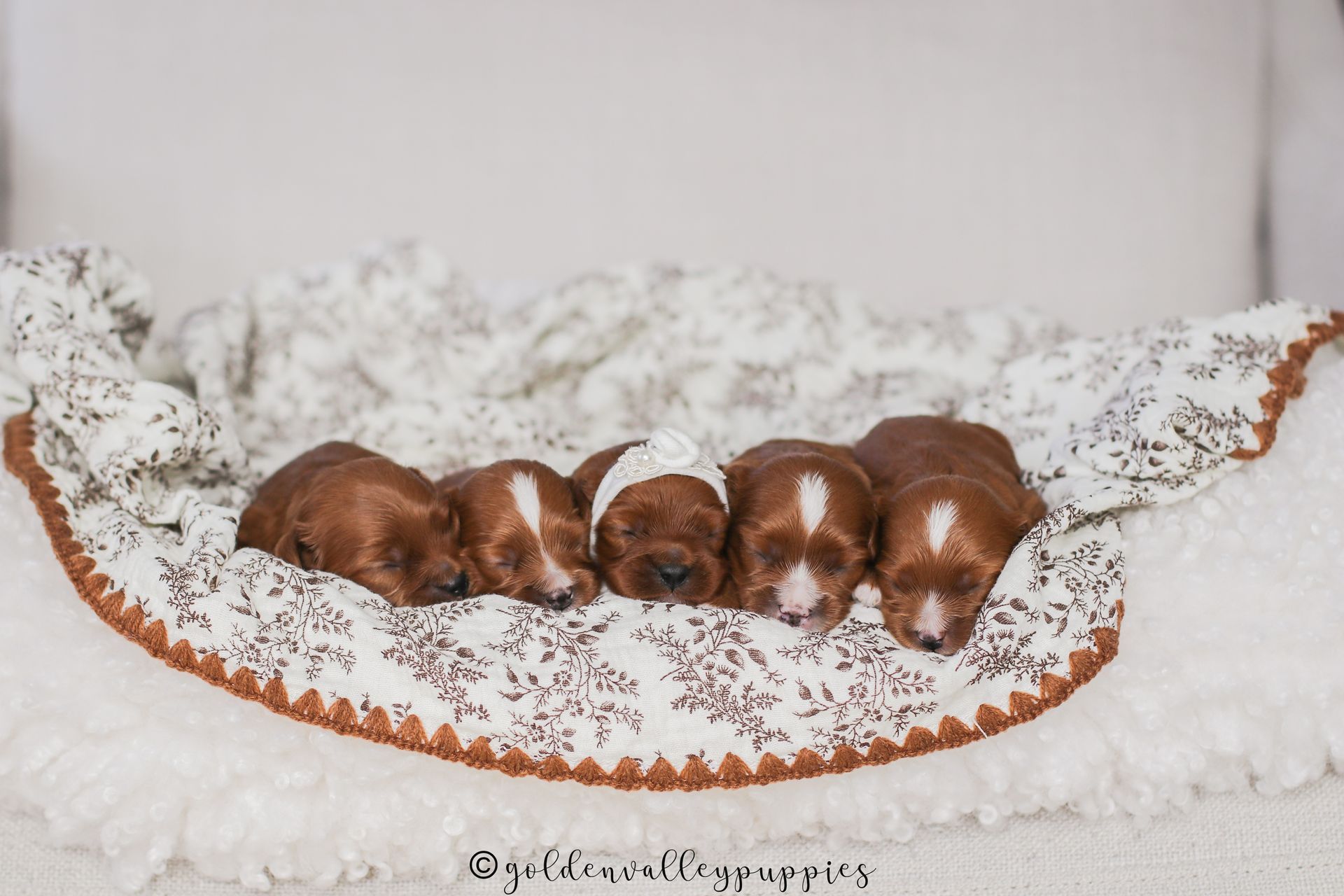 Cavapoo Puppies for sale, available Cavapoo Puppies, Cavapoo, Cavapoo puppies near me, puppies for sale, Cavapoo Breeder