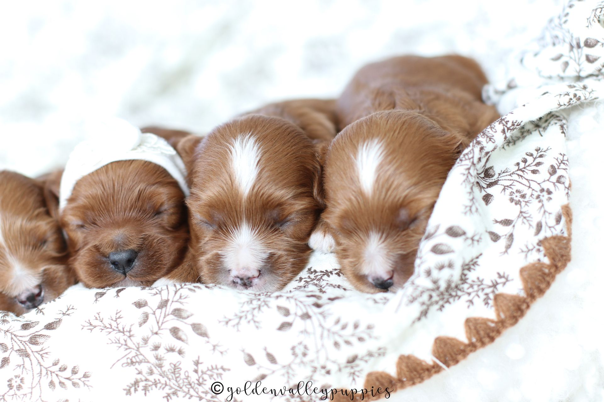 Cavapoo Puppies for sale, available Cavapoo Puppies, Cavapoo, Cavapoo puppies near me, puppies for sale, Cavapoo Breeder