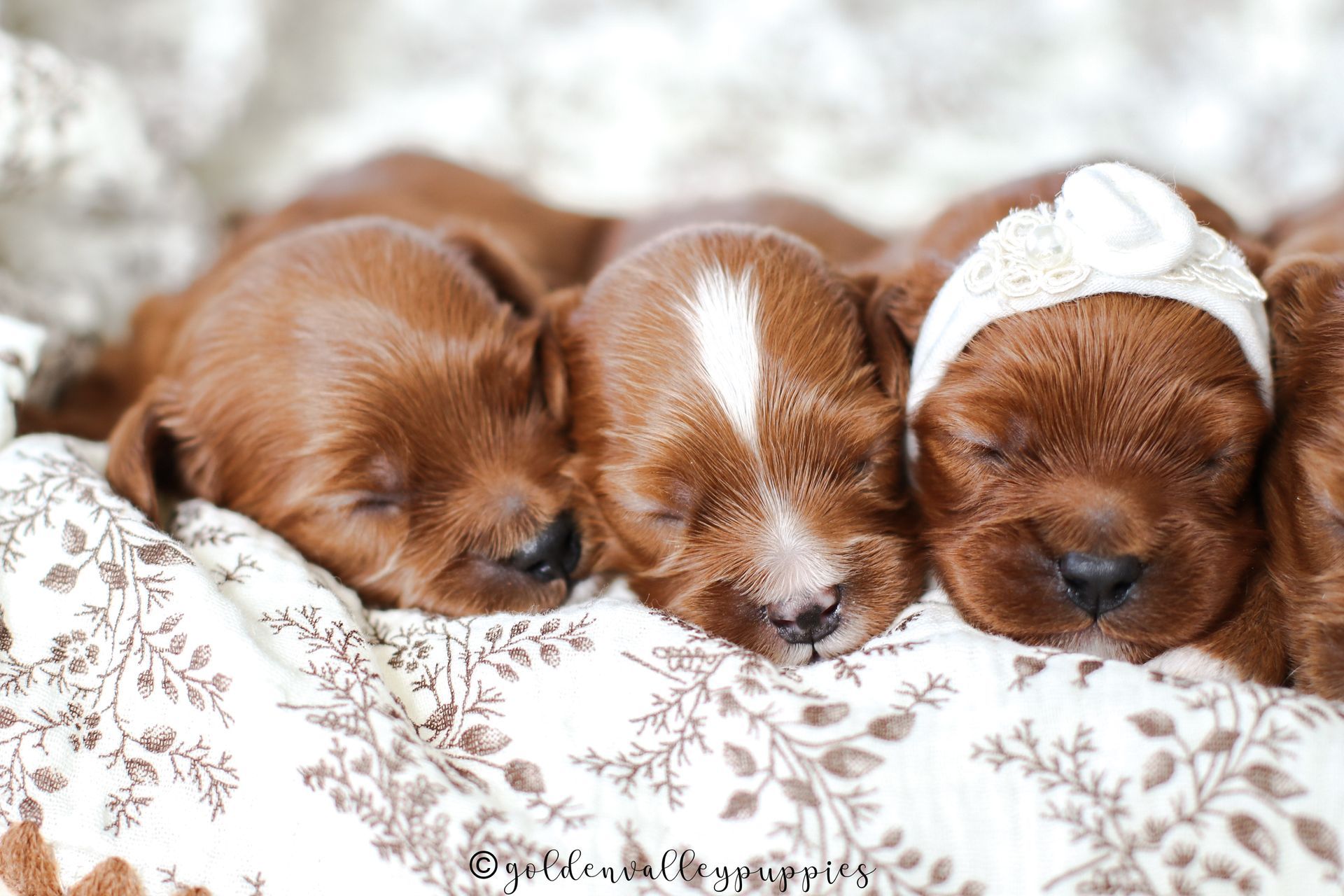 Cavapoo Puppies for sale, available Cavapoo Puppies, Cavapoo, Cavapoo puppies near me, puppies for sale, Cavapoo Breeder