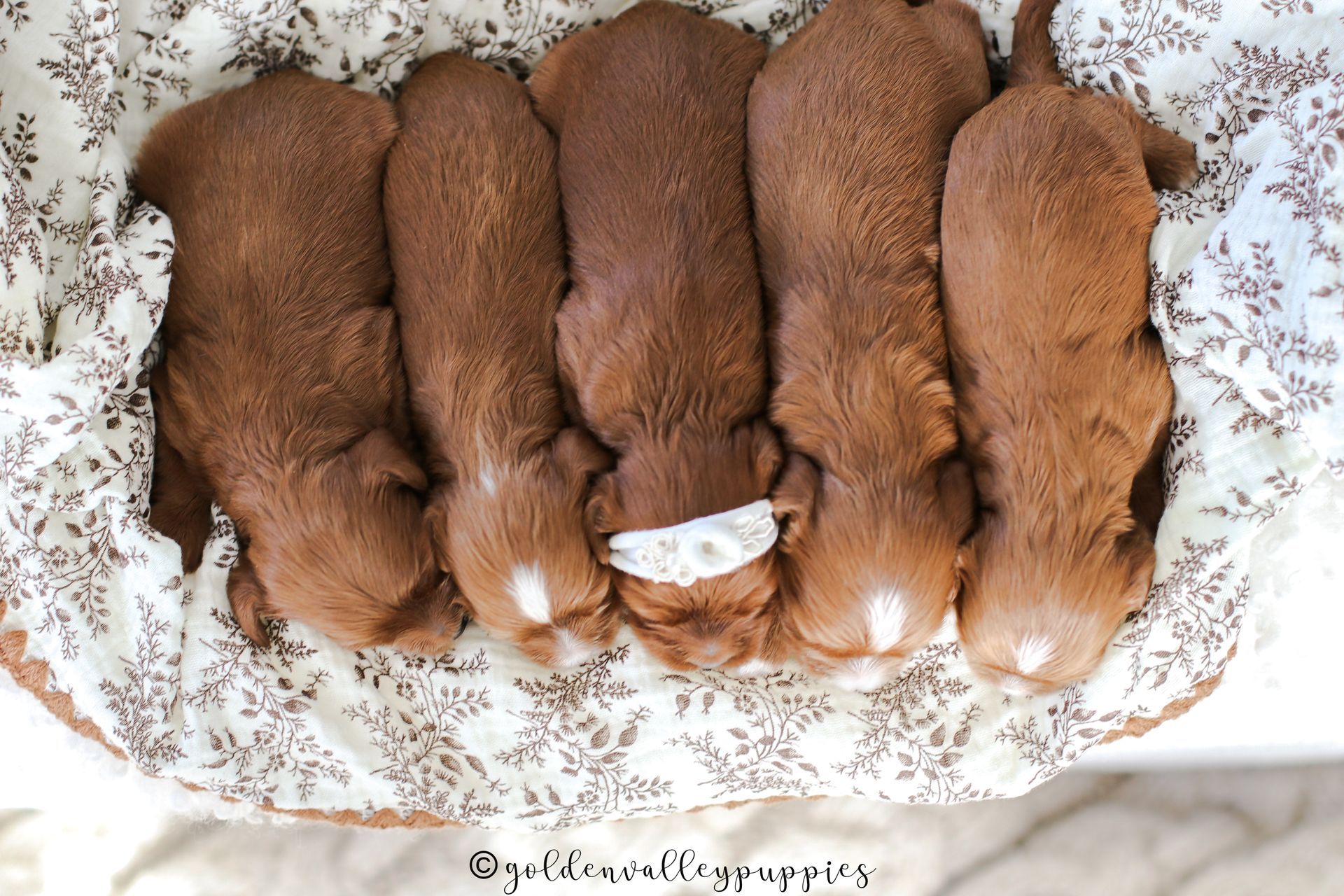 Cavapoo Puppies for sale, available Cavapoo Puppies, Cavapoo, Cavapoo puppies near me, puppies for sale, Cavapoo Breeder