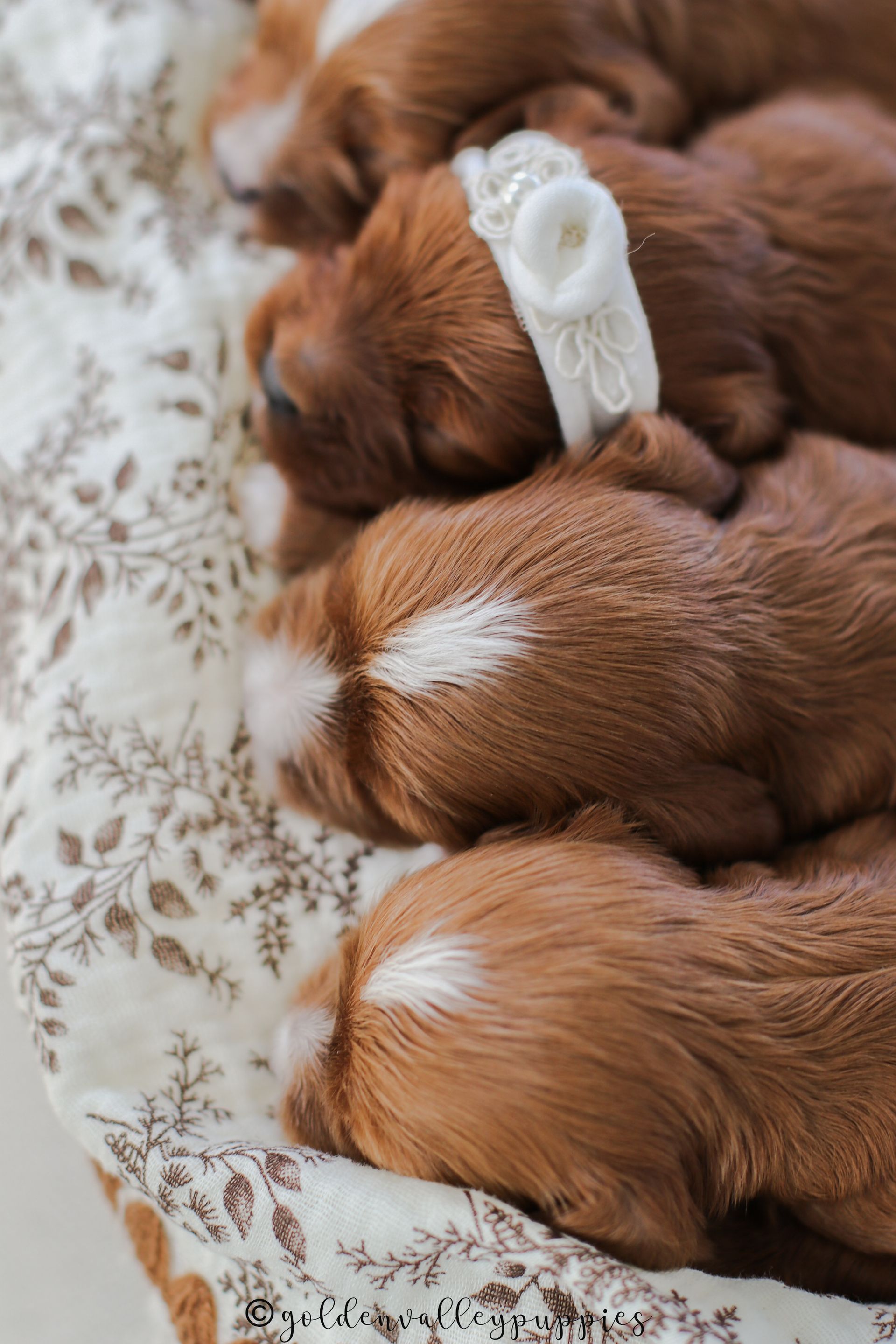 Cavapoo Puppies for sale, available Cavapoo Puppies, Cavapoo, Cavapoo puppies near me, puppies for sale, Cavapoo Breeder