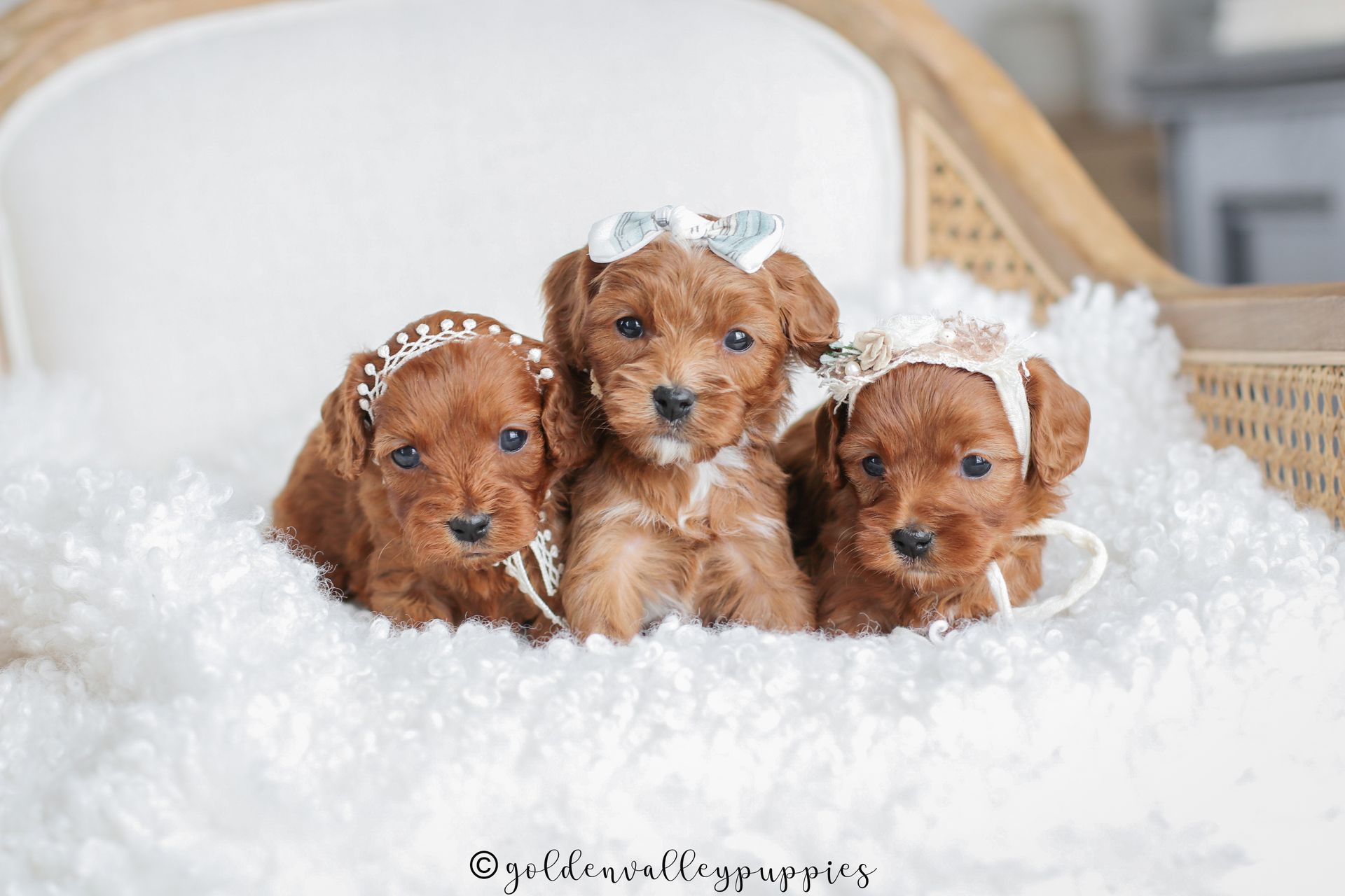 Cavapoo Puppies for sale, available Cavapoo Puppies, Cavapoo, Cavapoo puppies near me, puppies for sale, Cavapoo Breeder
