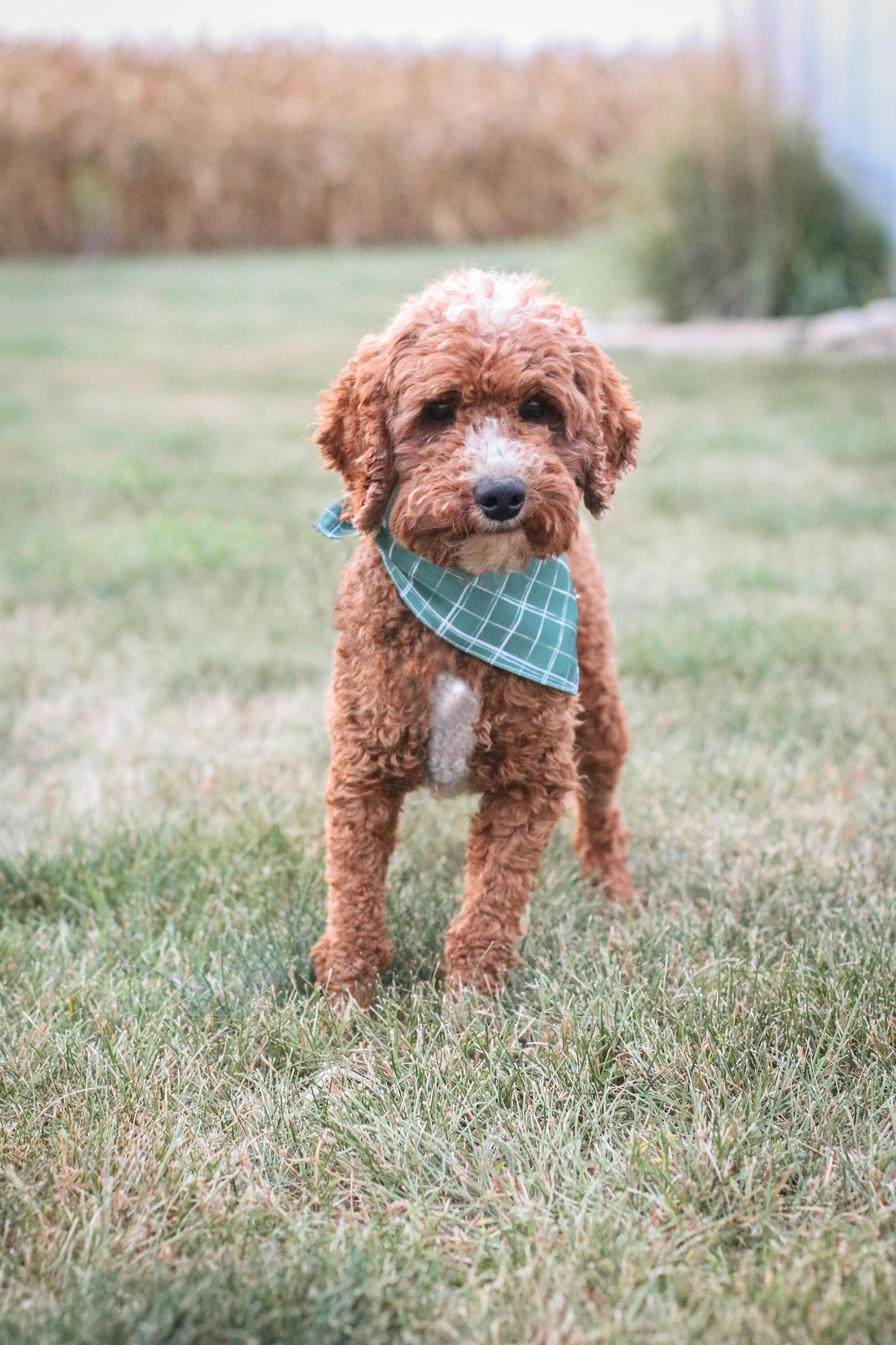 Cavapoo Puppies, Cavapoo Puppy, Cavapoo Puppies for sale, Cavapoo Breeder, Puppies for sale, Cavapoo for sale near me