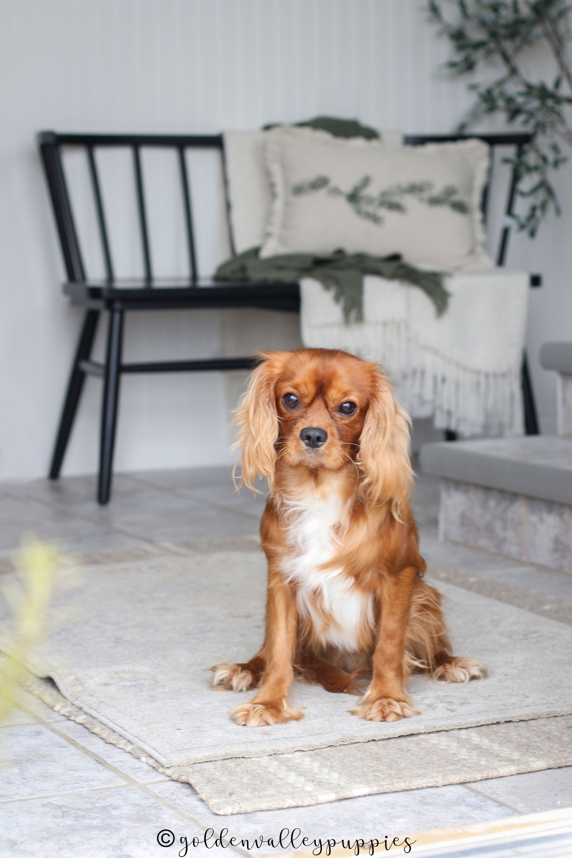 Cavapoo Puppies, Cavapoo Puppy, Cavapoo Puppies for sale, Cavapoo Breeder, Puppies for sale, Cavapoo for sale near me