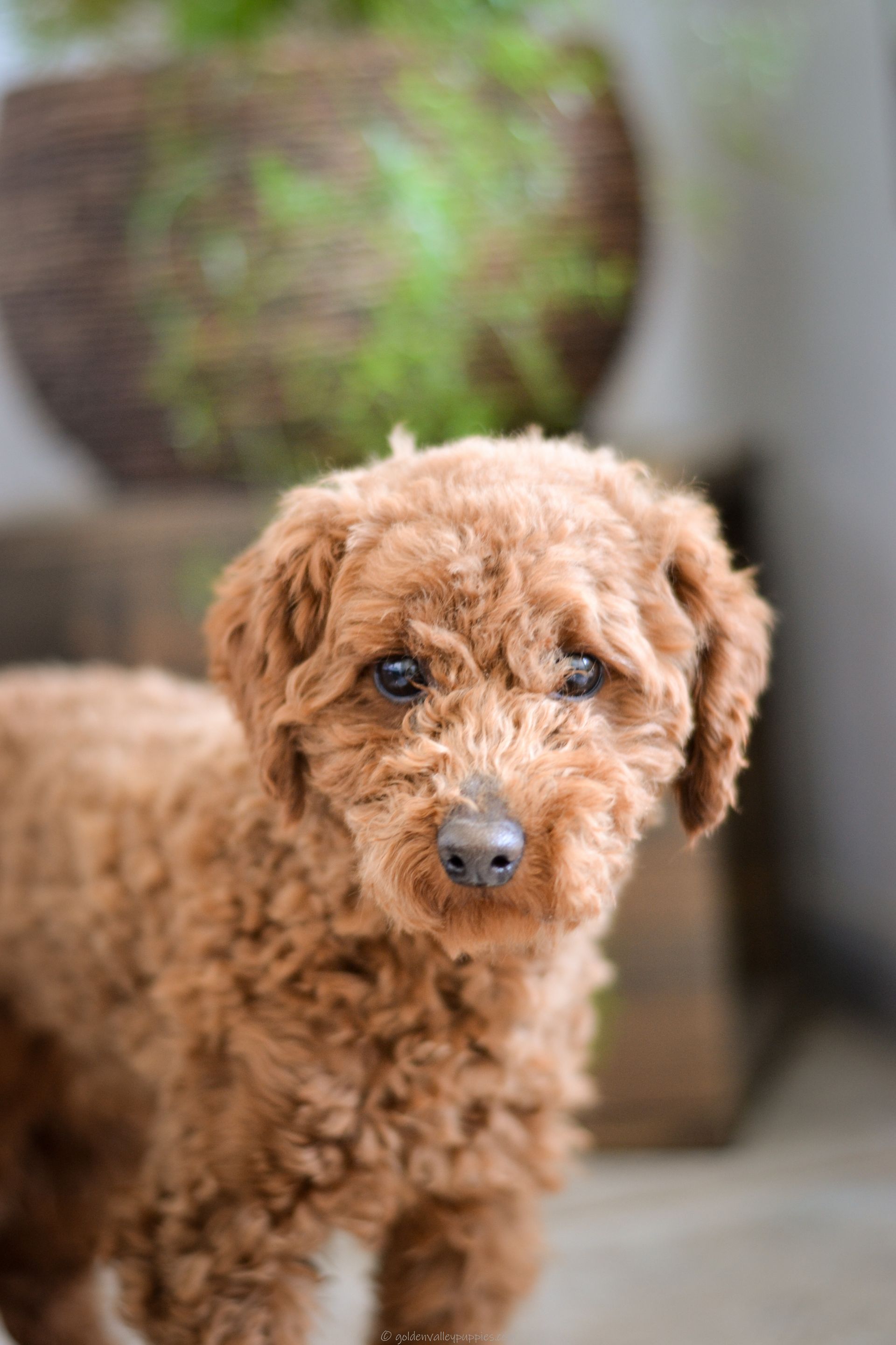 Cavapoo Puppies, Cavapoo Puppy, Cavapoo Puppies for sale, Cavapoo Breeder, Puppies for sale, Cavapoo for sale near me