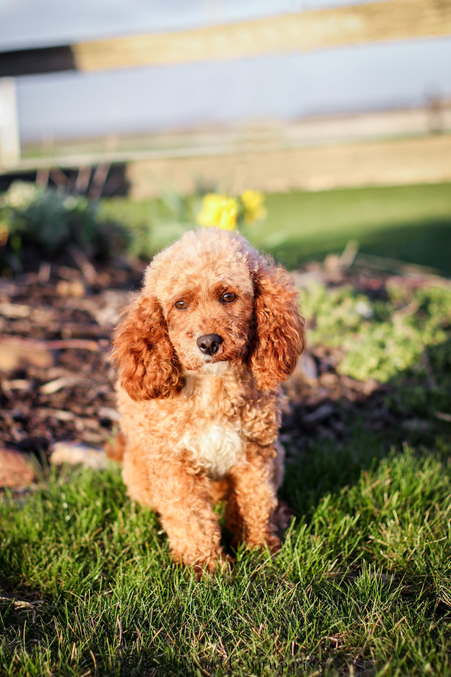 Cavapoo Puppies, Cavapoo Puppy, Cavapoo Puppies for sale, Cavapoo Breeder, Puppies for sale, Cavapoo for sale near me