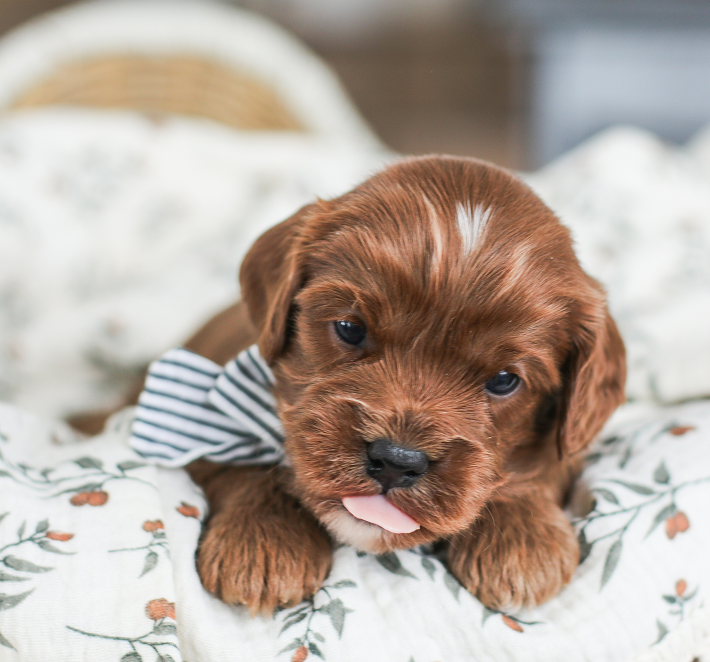 Brown Cavapoo puppy for sale with white forehead marking and striped bow tie sticks out tongue.