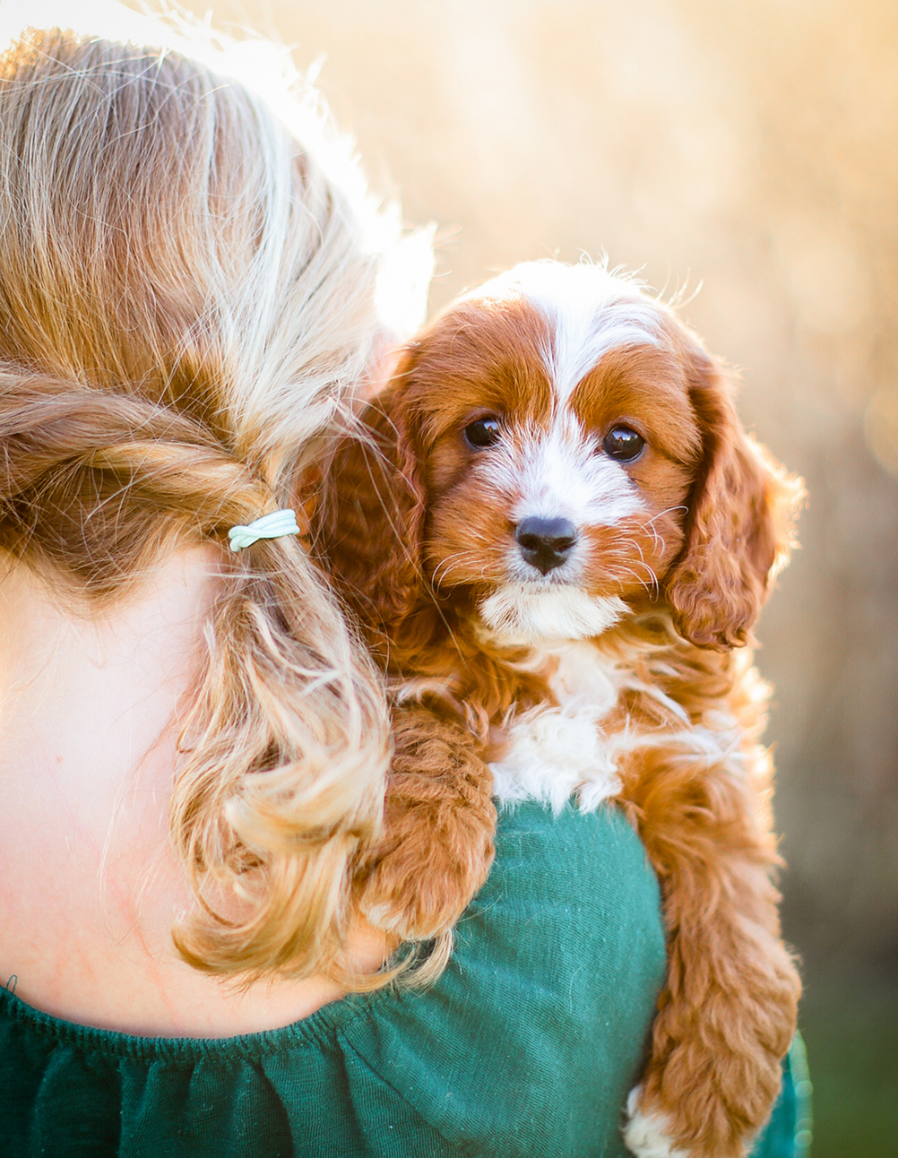 Cavapoo Puppy, Cavapoo Puppies for sale