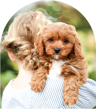 Cavapoo Puppies for sale, Cavapoo breeder, Cavapoo Puppy, Toy Cavapoo Puppies, Mini Cavapoo Puppies