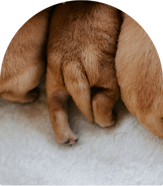 Cavapoo Puppies for sale, Cavapoo breeder, Cavapoo Puppy, Toy Cavapoo Puppies, Mini Cavapoo Puppies