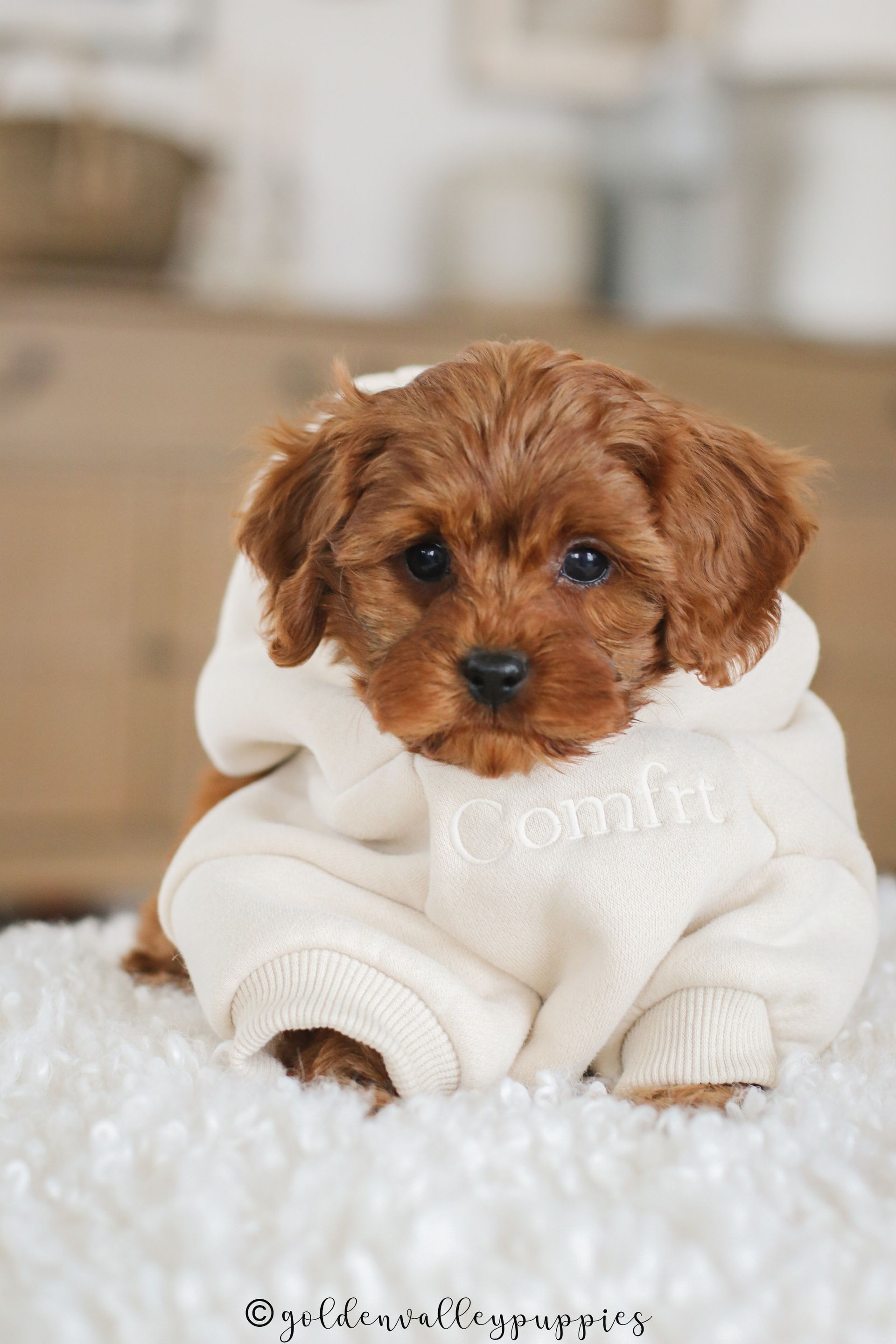 Small brown Cavapoo puppy for sale near me in a white sweater sitting on a fluffy rug indoors