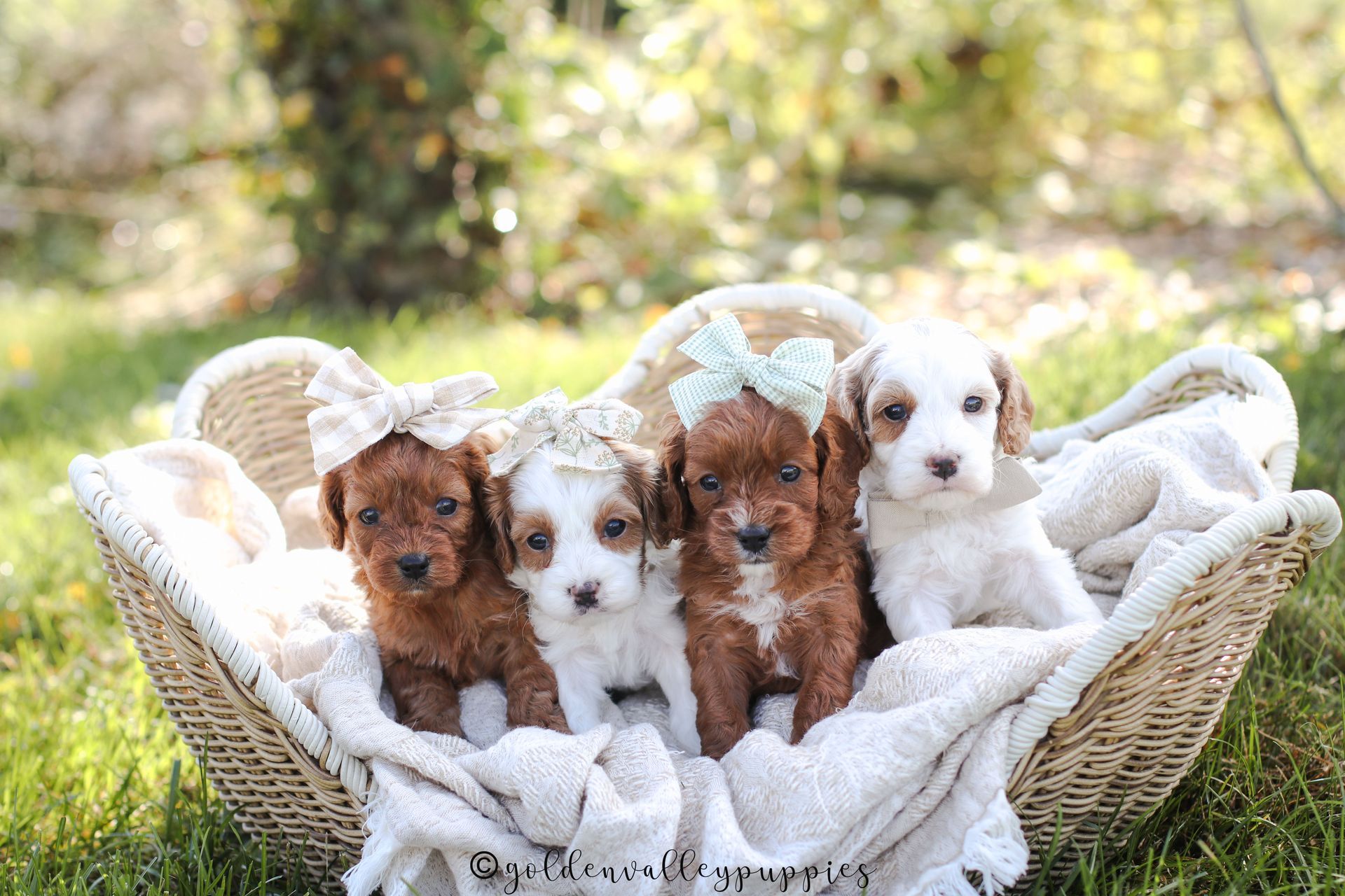 Cavapoo Puppies for sale, Cavapoo Breeder, Cavalier king Charles spaniel