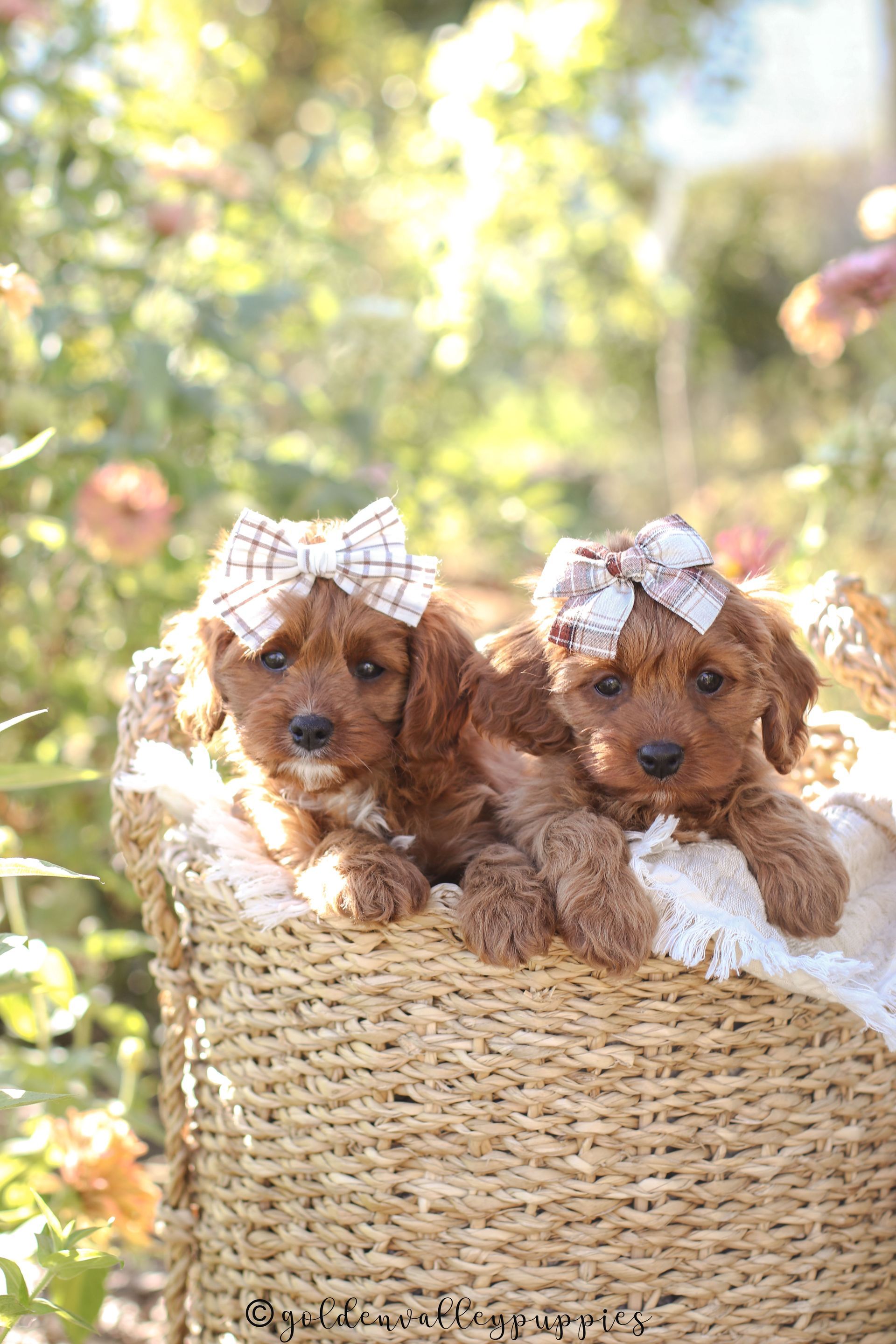 Available cavapoo puppy near me, Cavapoo breeder near me, Cavapoo Puppy for sale