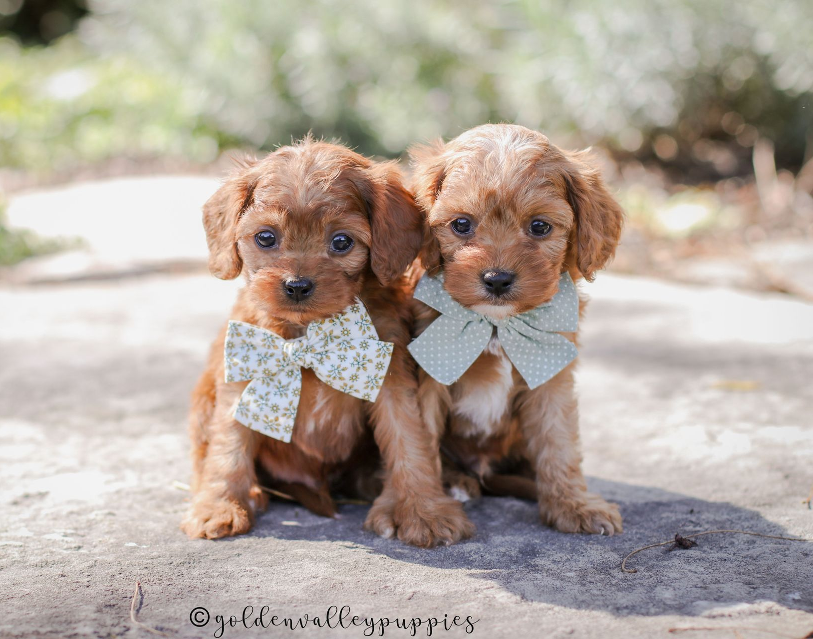 Cavapoo Breeder, cavapoo puppy, red cavapo puppy, puppies for sale