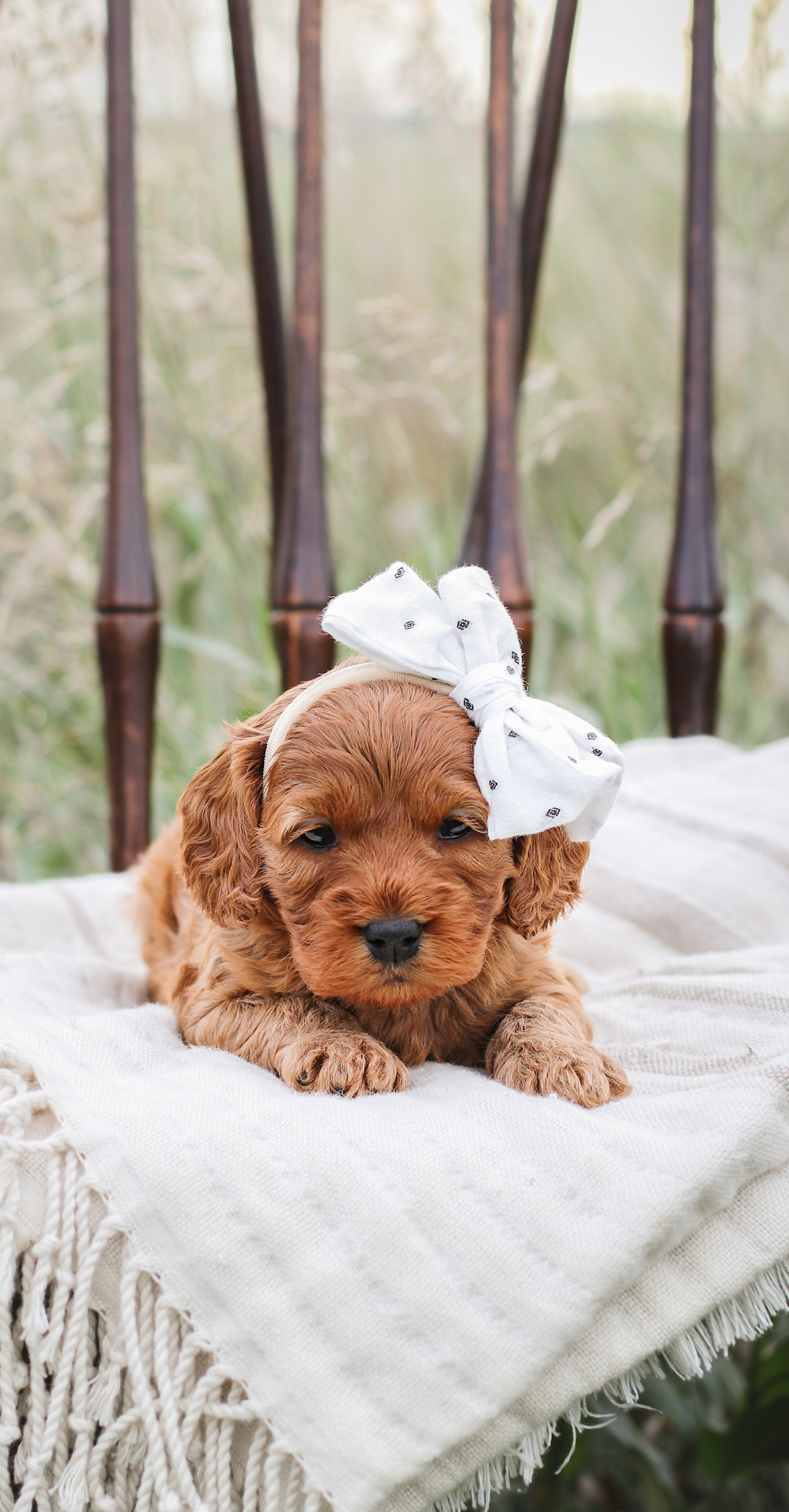 cute cavapoo Puppy, Cavapoo sitting on a chair, cavapoo breeder in Iowa