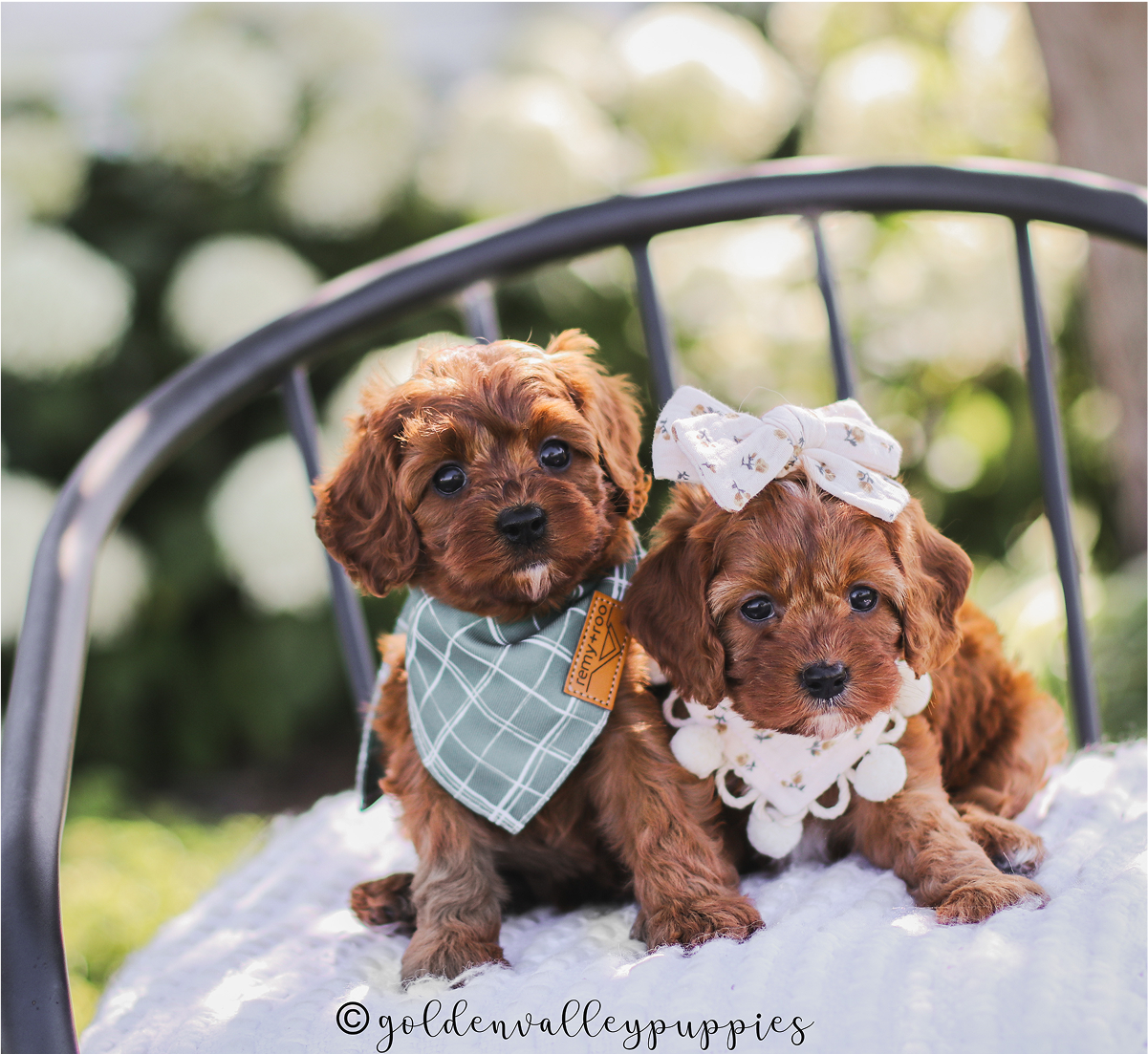 Cavapoo Siblings, Cavapoo Puppies for sale, cavapoo breeder in the midwest
