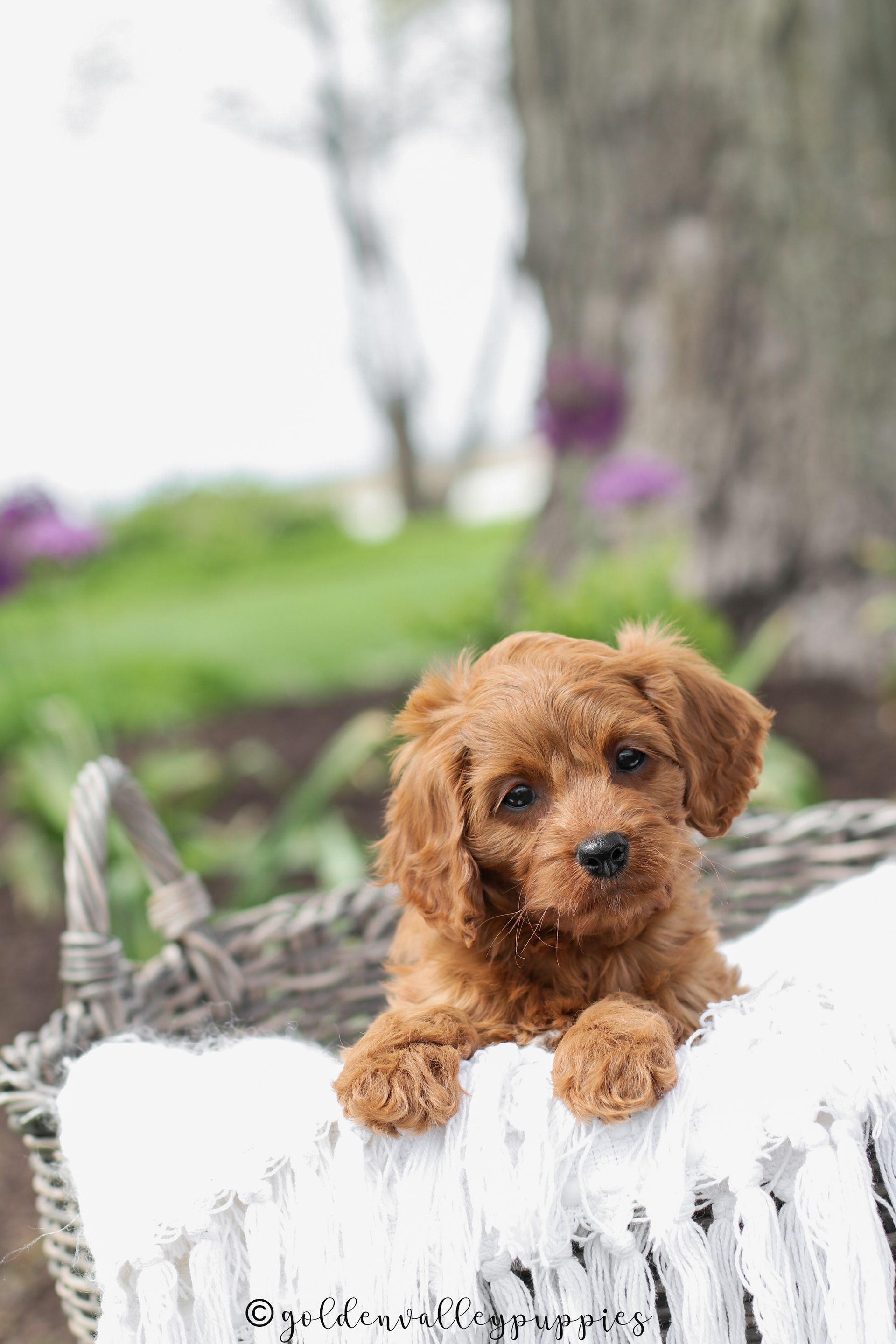 Small brown cavapoo puppy peeking over a white woven blanket outdoors, with a blurred green background