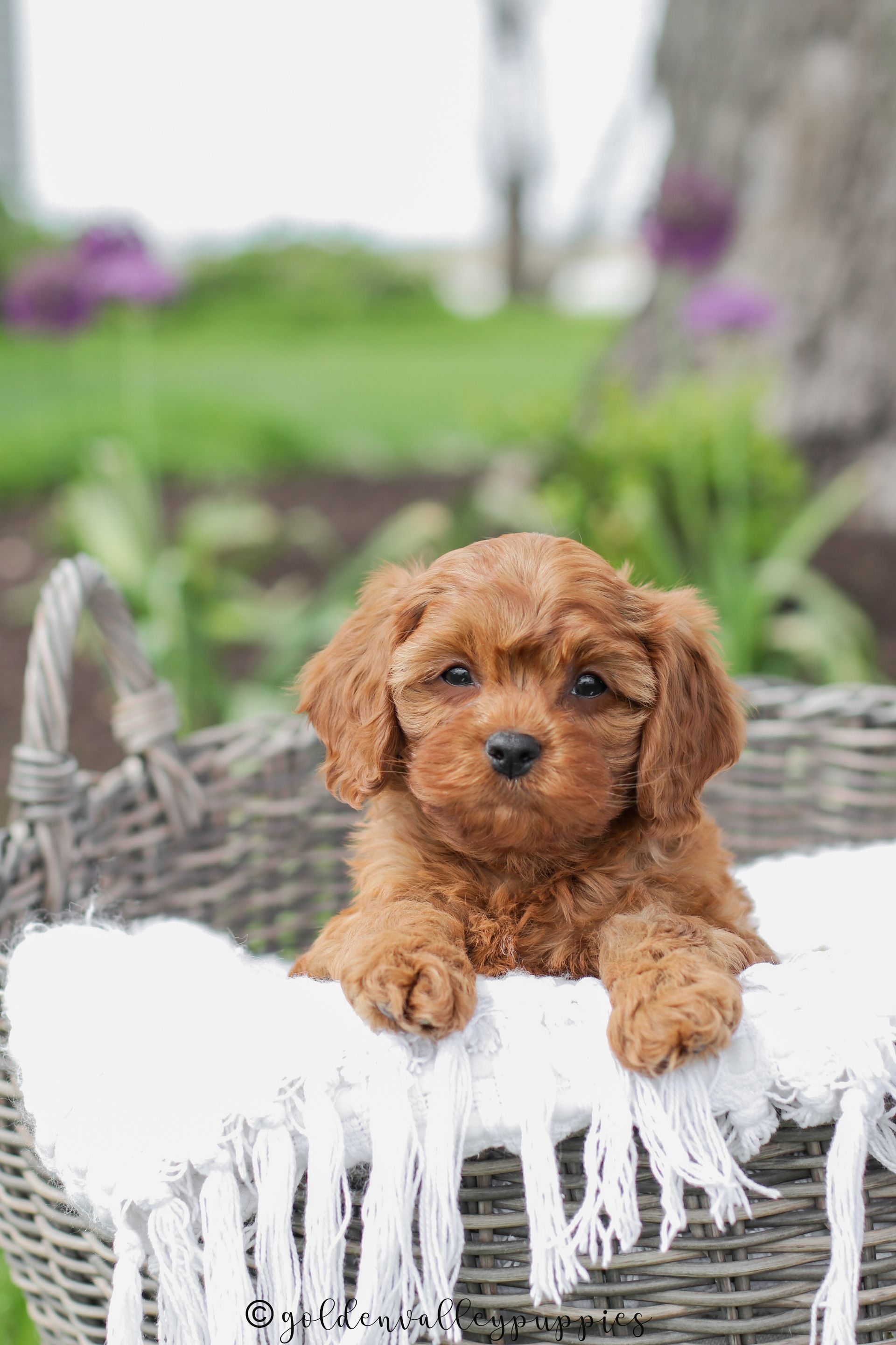 Small brown cavapoo puppy sitting in a wicker basket with a white blanket outdoors, looking at the camera.