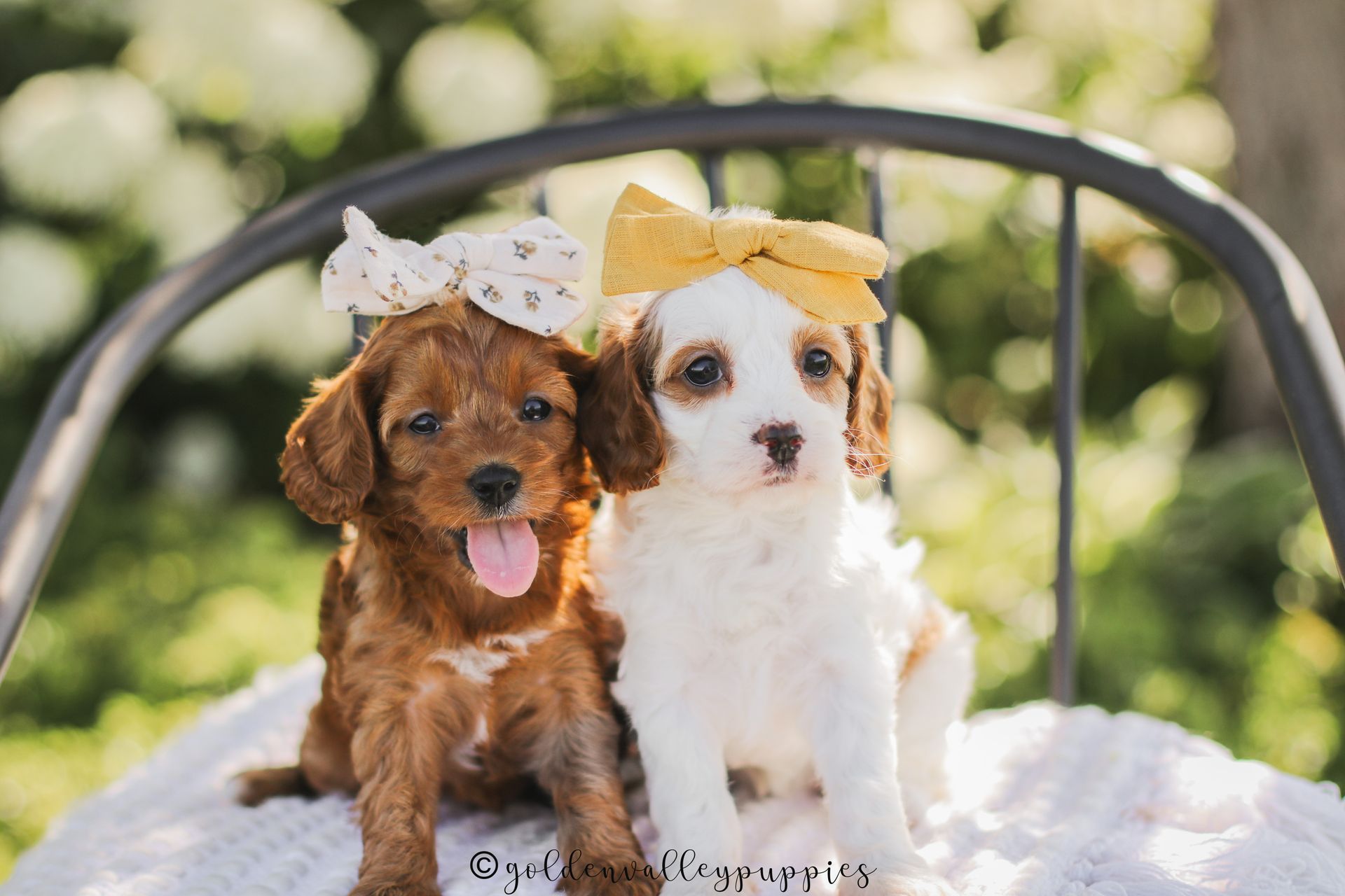Cavapoo Puppies, Cavapoo Puppy, Cavapoo Puppies for sale, Cavapoo Breeder, Puppies for sale, Cavapoo for sale near me