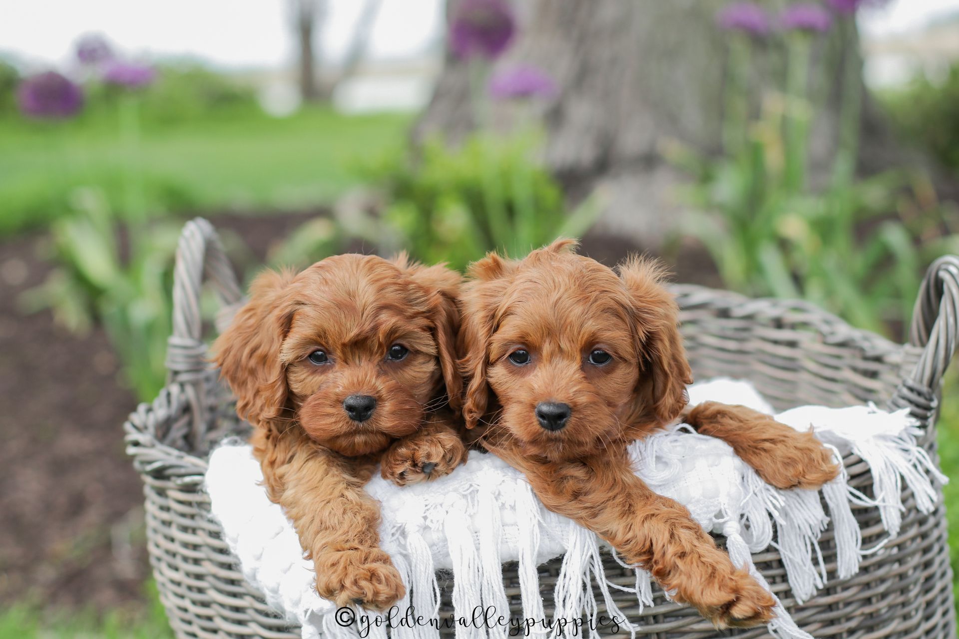Two brown cavapoo puppies for sale puppies lying together in a woven basket with a white blanket