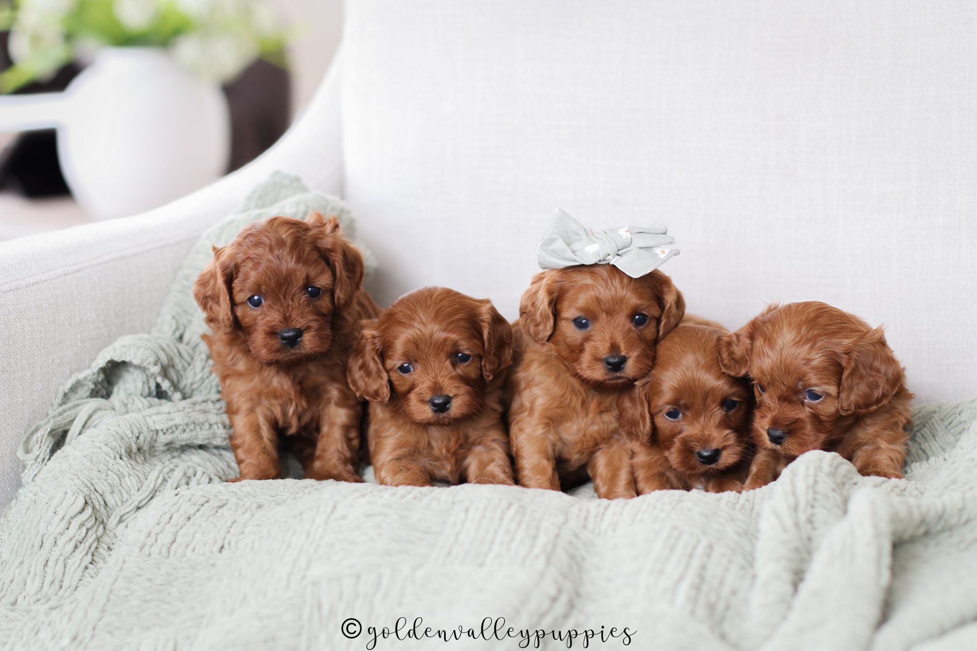 Cavapoo Puppies for sale, Cavapoo Breeder, Cavalier king Charles spaniel