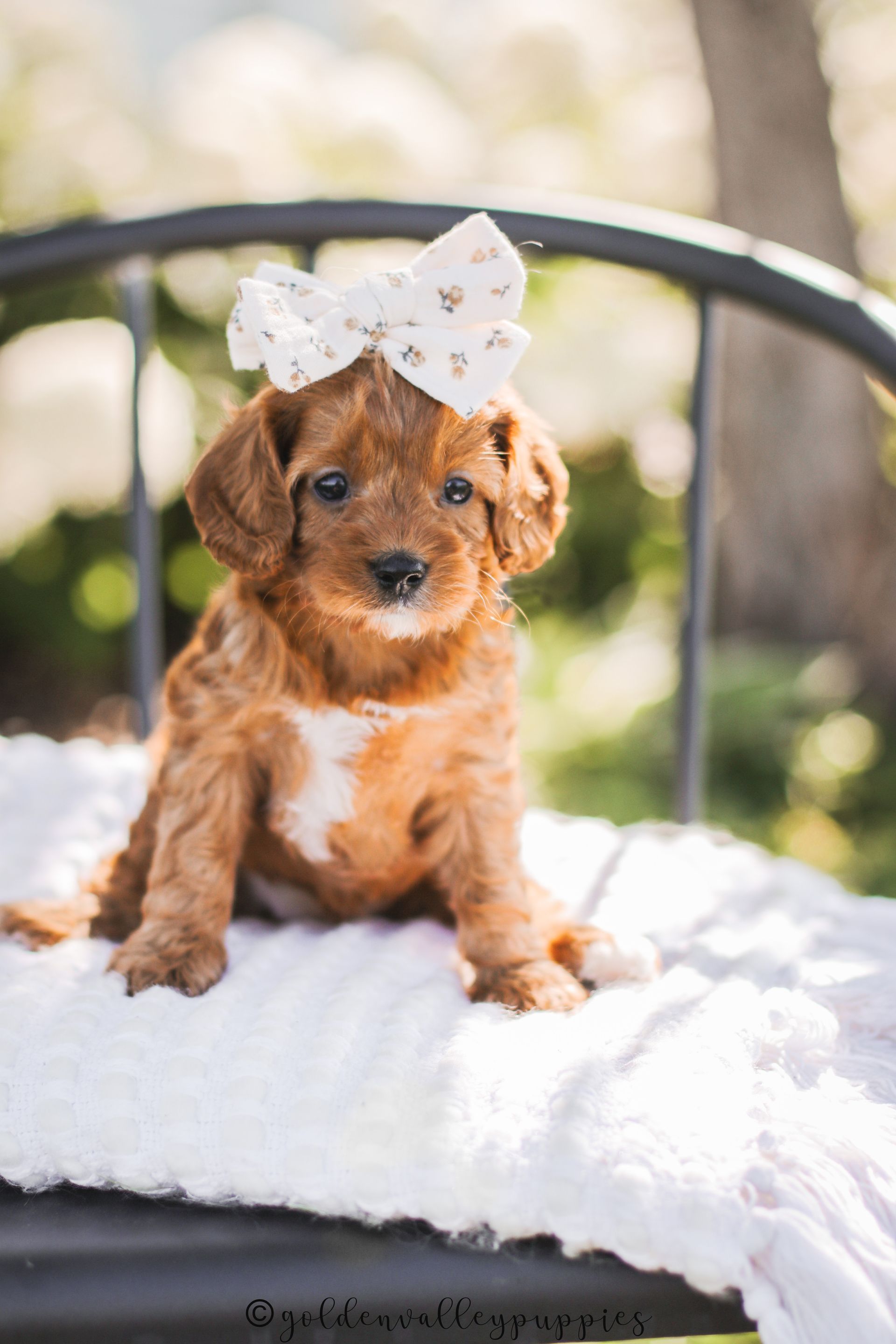 Cavapoo Puppies, Cavapoo Puppy, Cavapoo Puppies for sale, Cavapoo Breeder, Puppies for sale, Cavapoo for sale near me