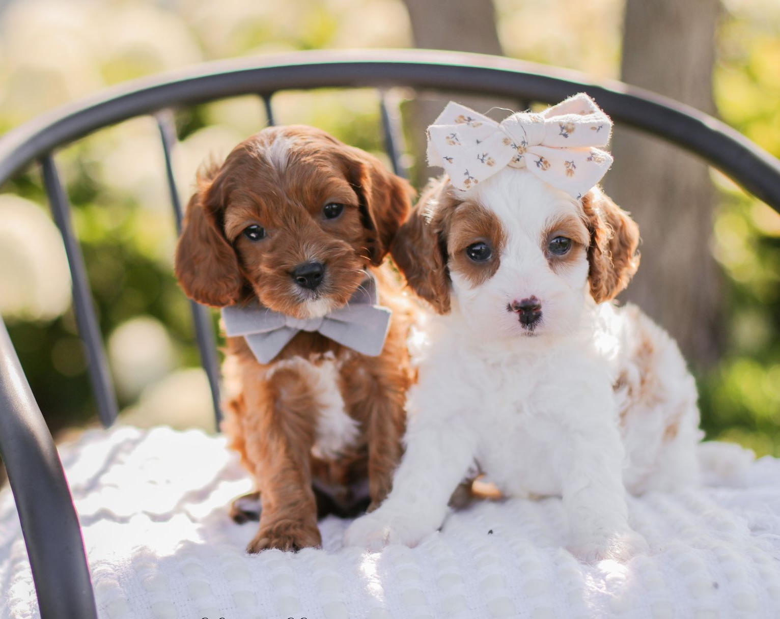 Cavapoo Litter, Cavapo puppy, Cavapoo Puppies near me